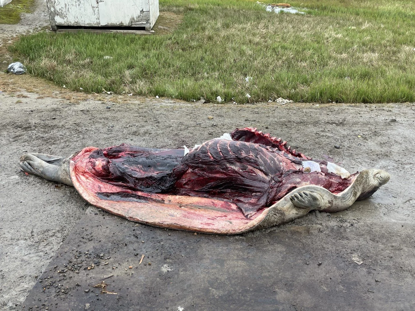 A recently hunted seal.