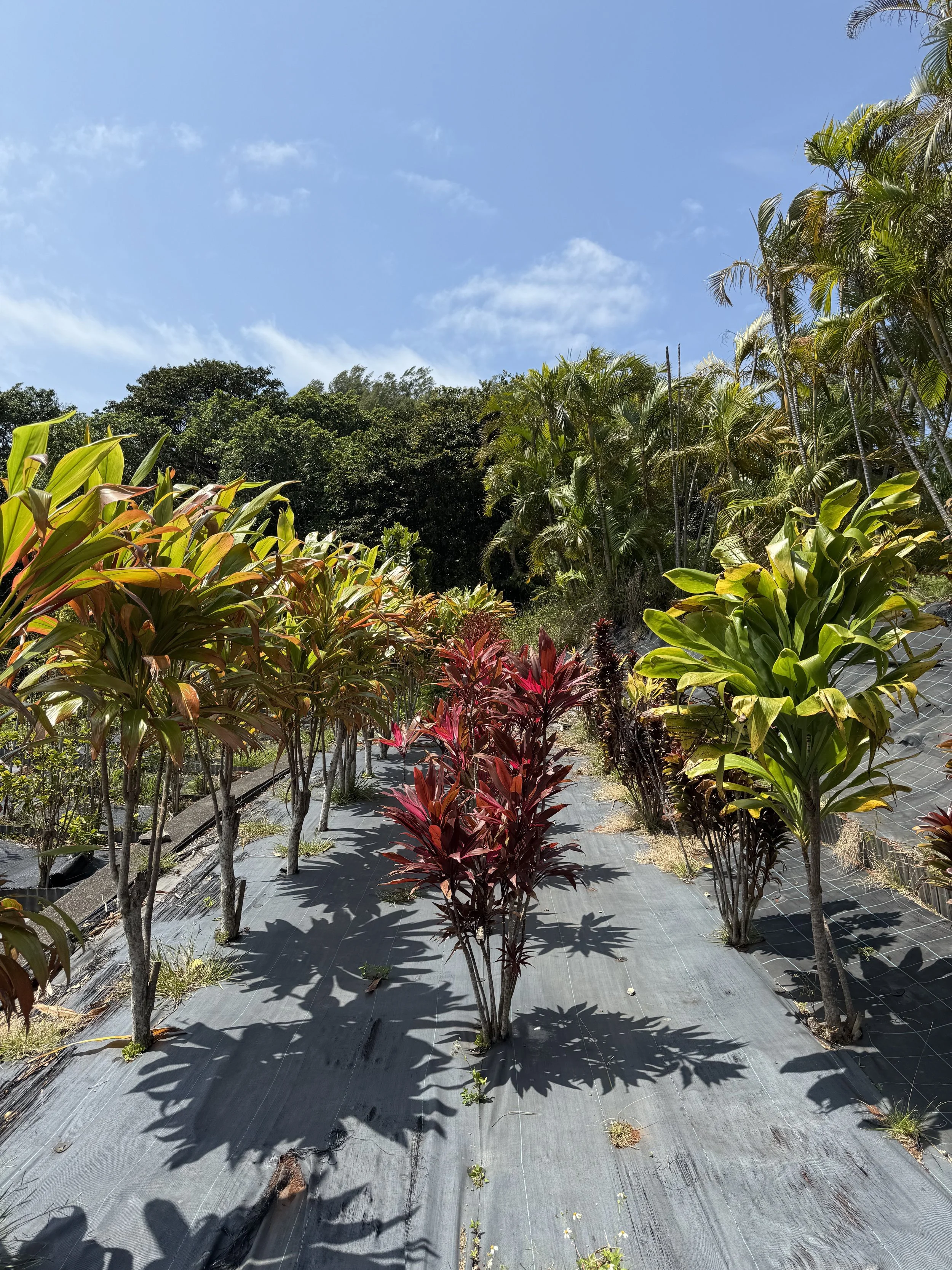 Plants at Research Center