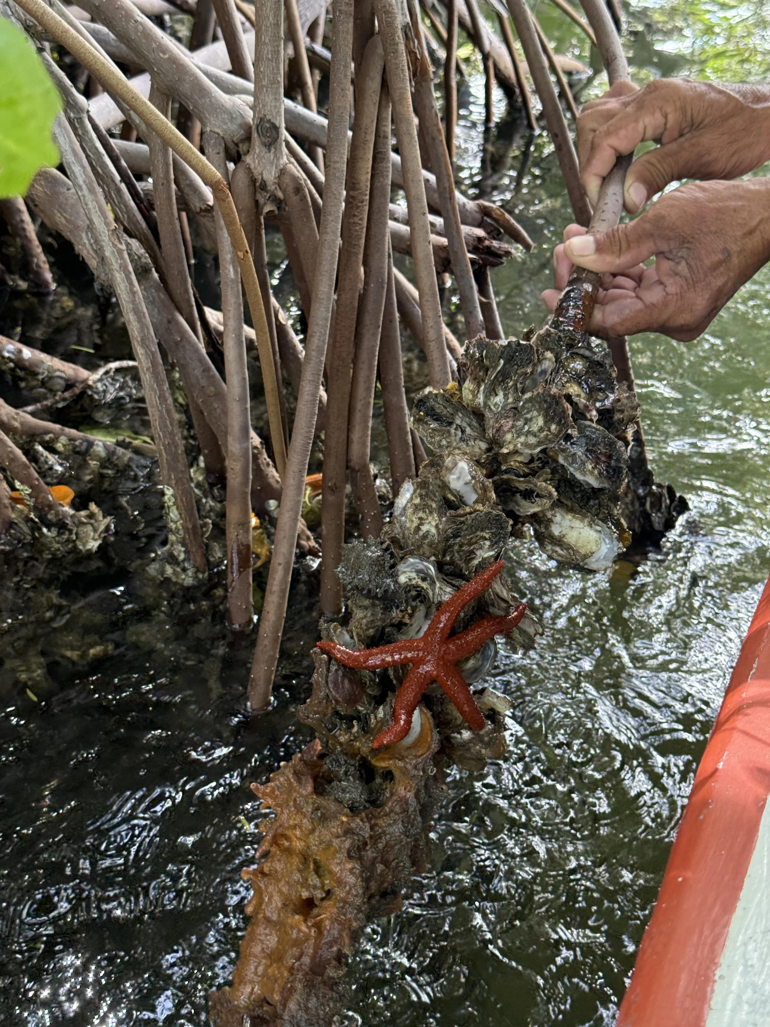 Starfish in La Restinga Lagoon