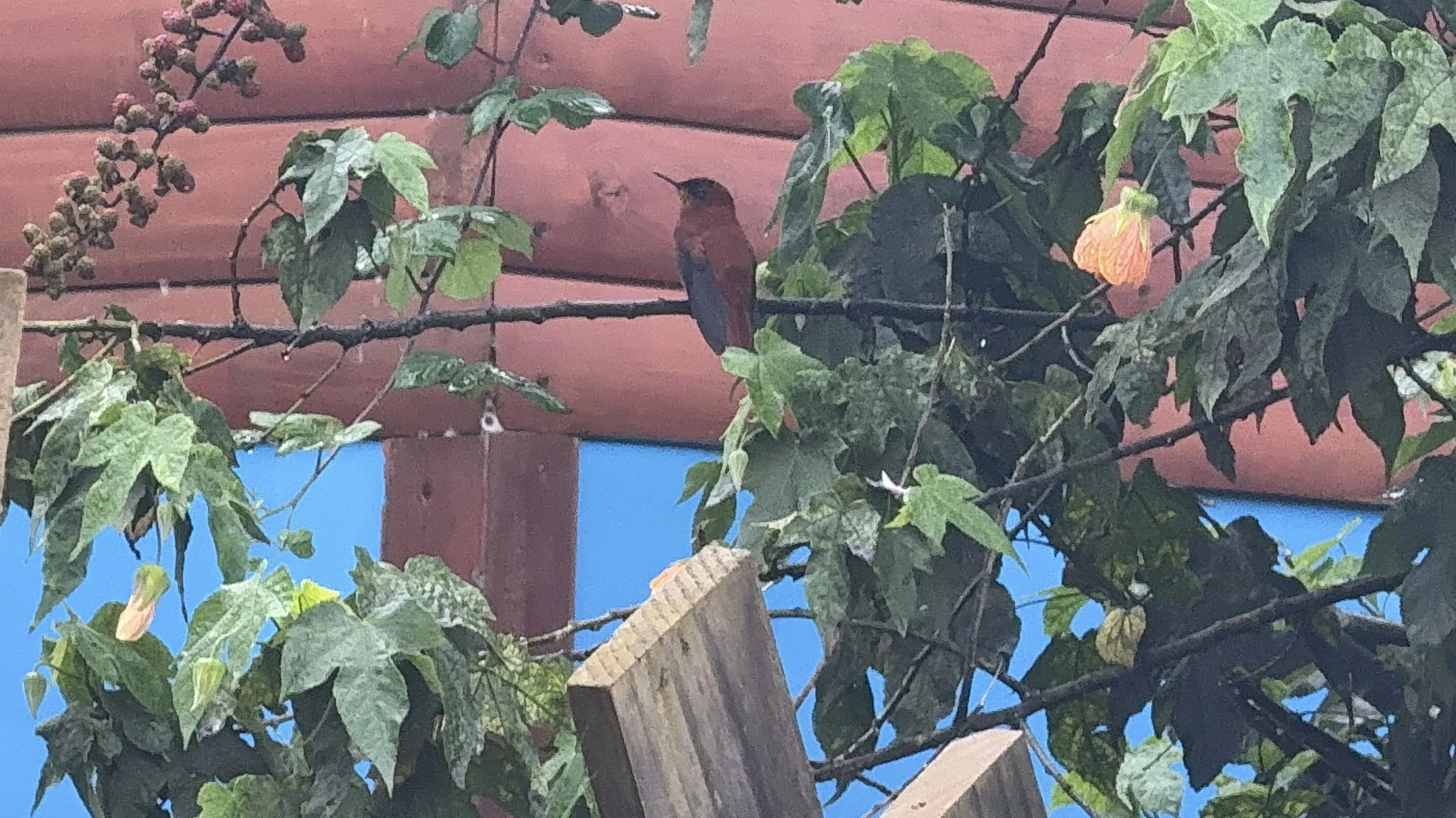 Robinson Crusoe Hummingbird