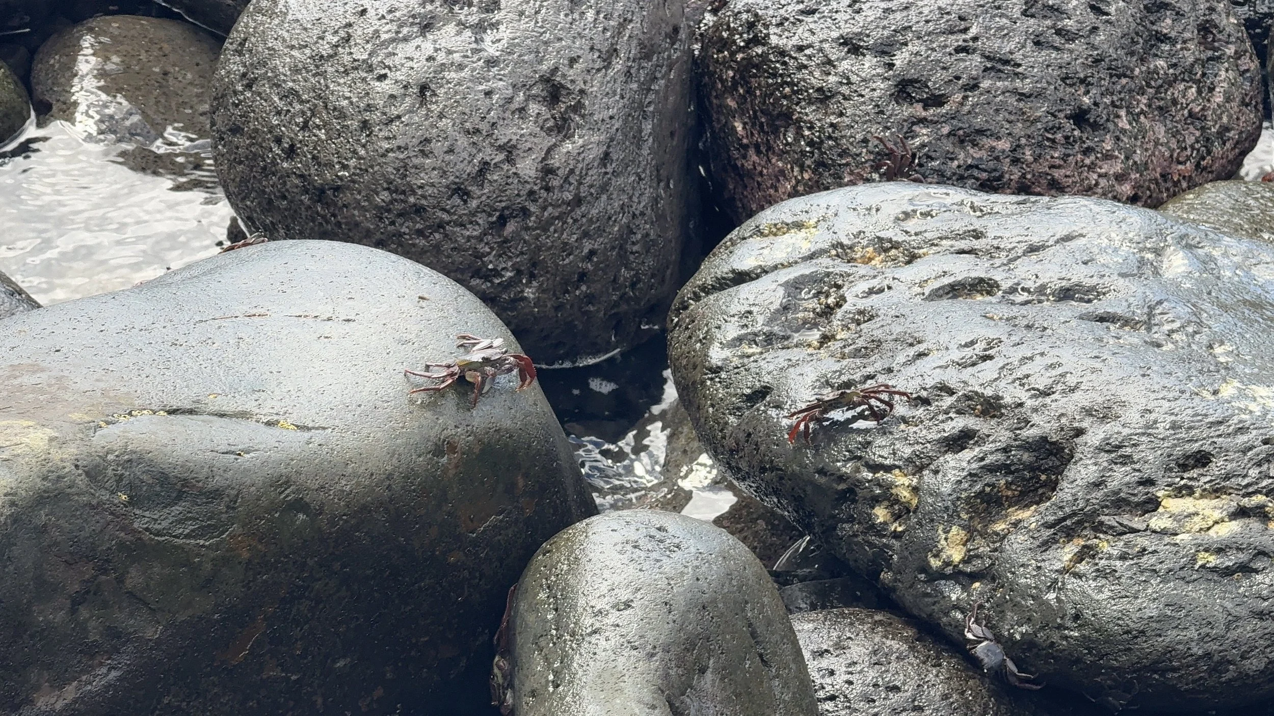 Crabs by the Coast