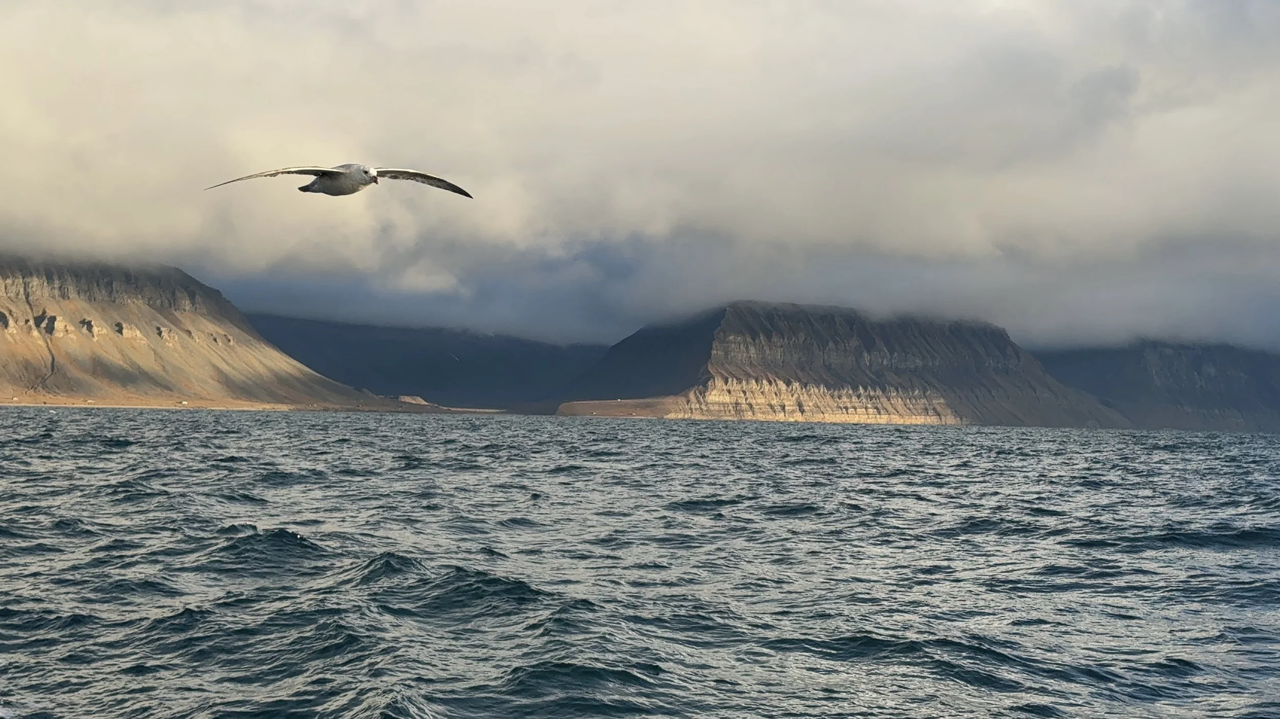 Seabird Sending Us Off 
