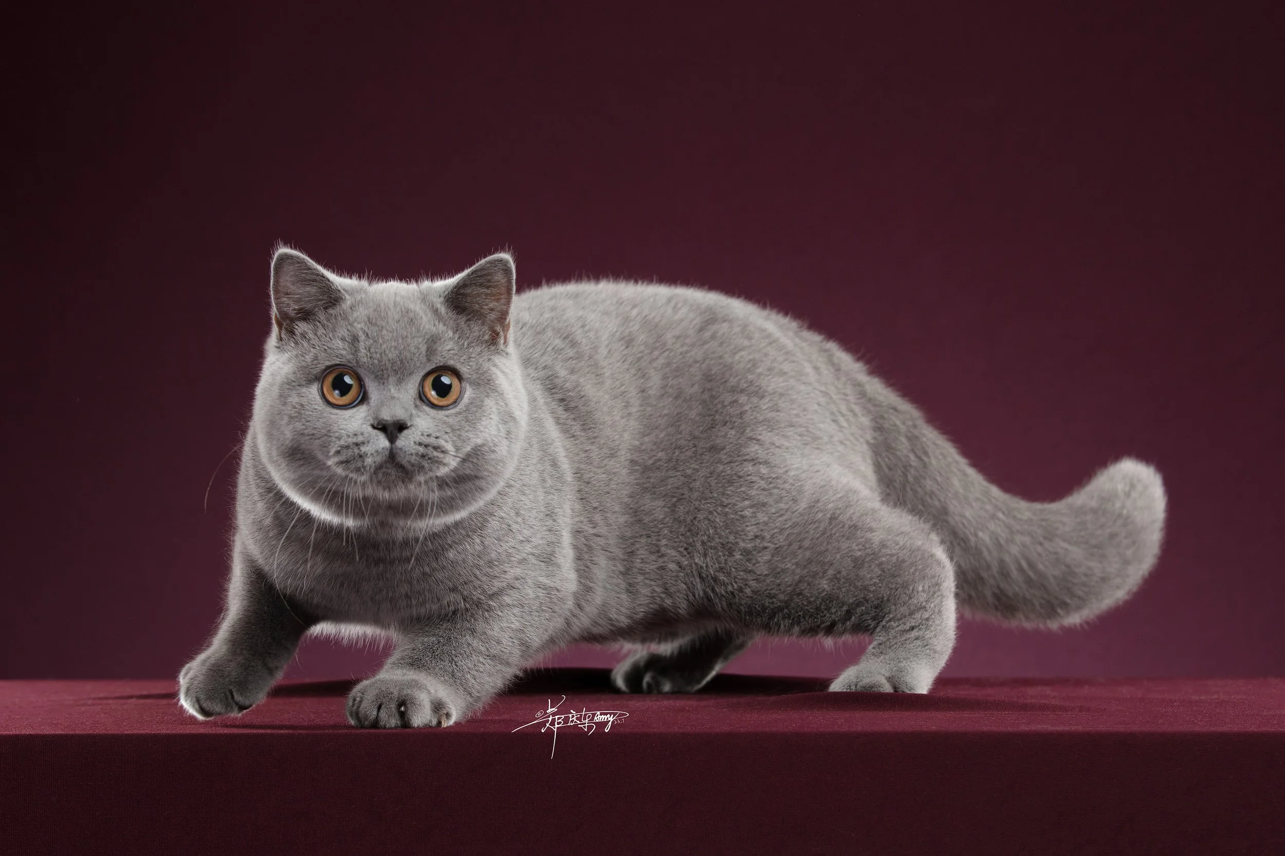 3-新加坡肥猫殿-20230731-英短成猫12-016.jpg