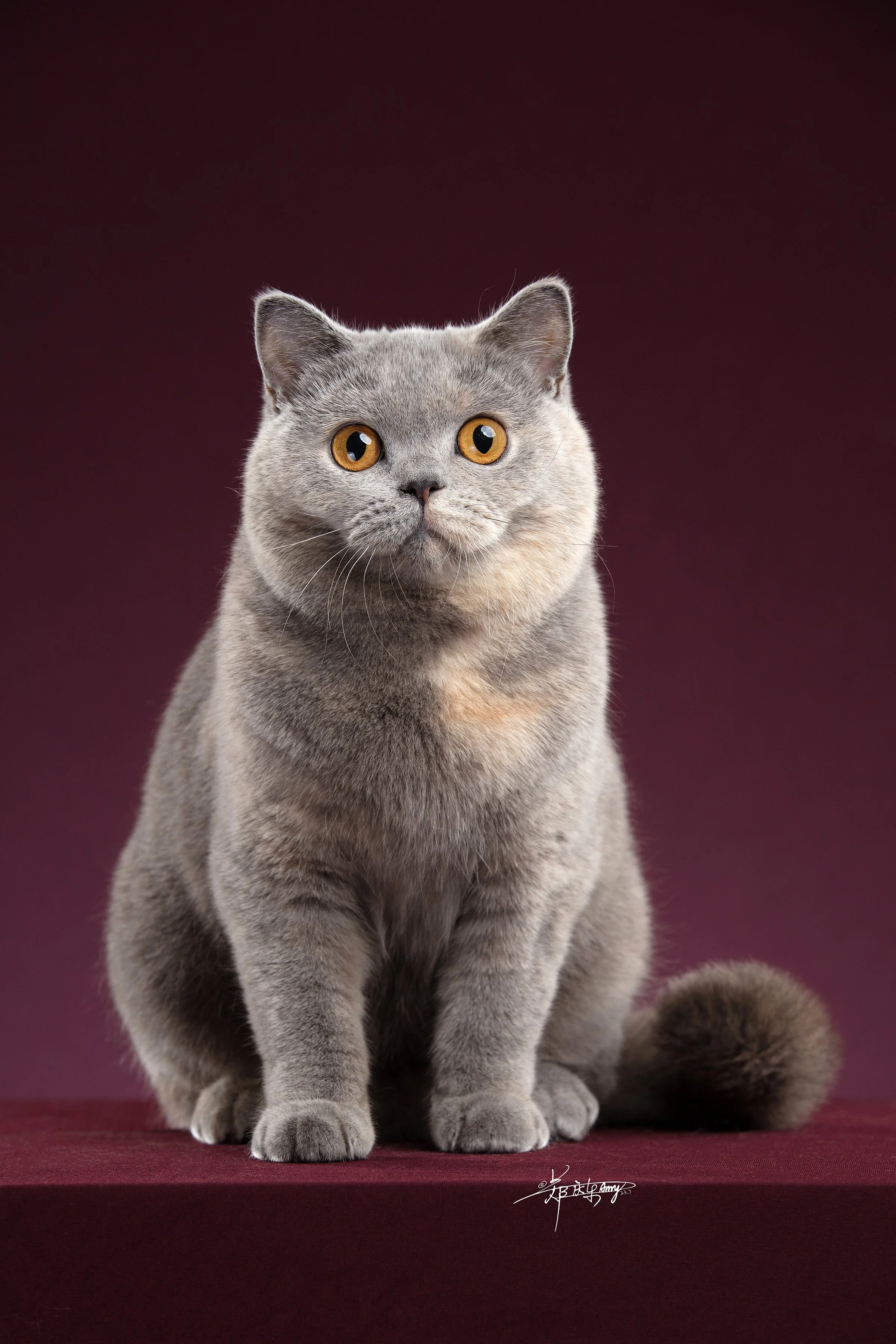 2-新加坡肥猫殿-20230731-英短成猫11-011.jpg