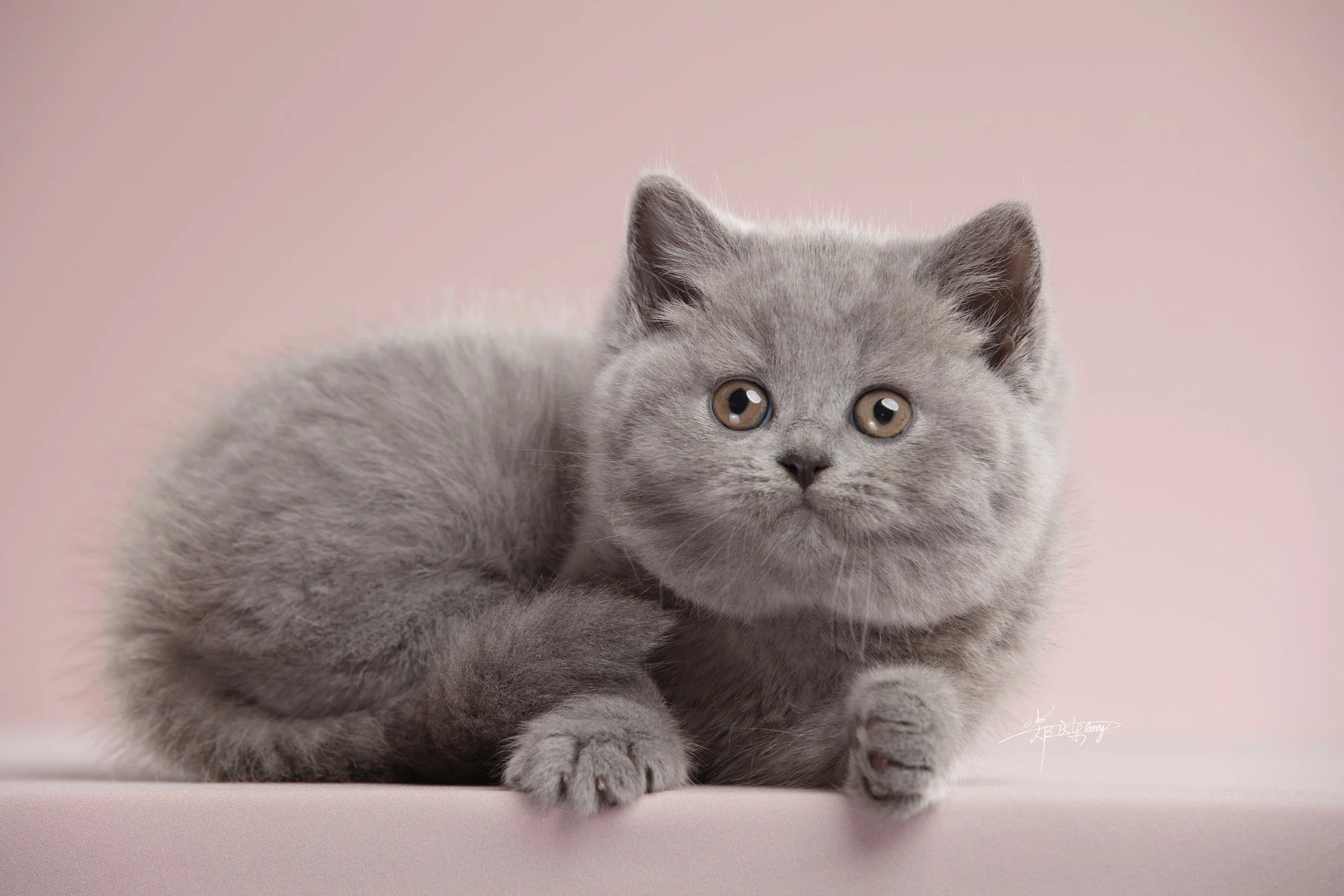 1-新加坡肥猫殿-20230731-英短幼猫6-005.jpg