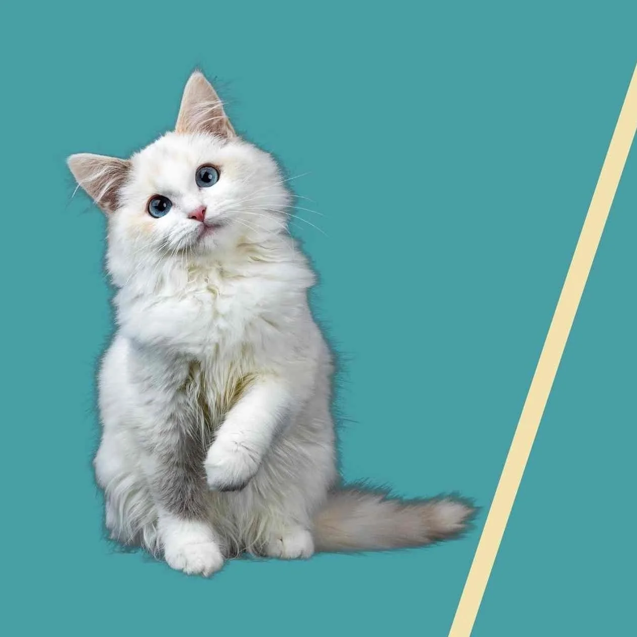 ¿Perros o gatos?