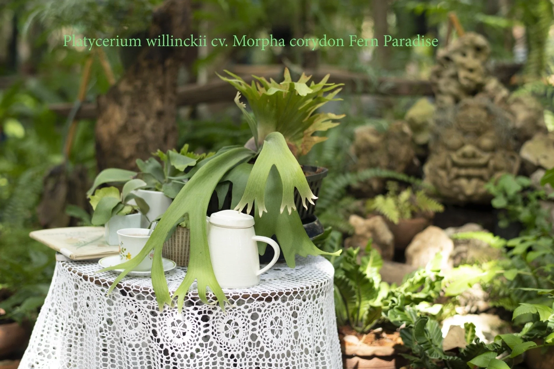 その他 P. willinckii Indonesia BG#7 P. willinckii Indonesia BG#7