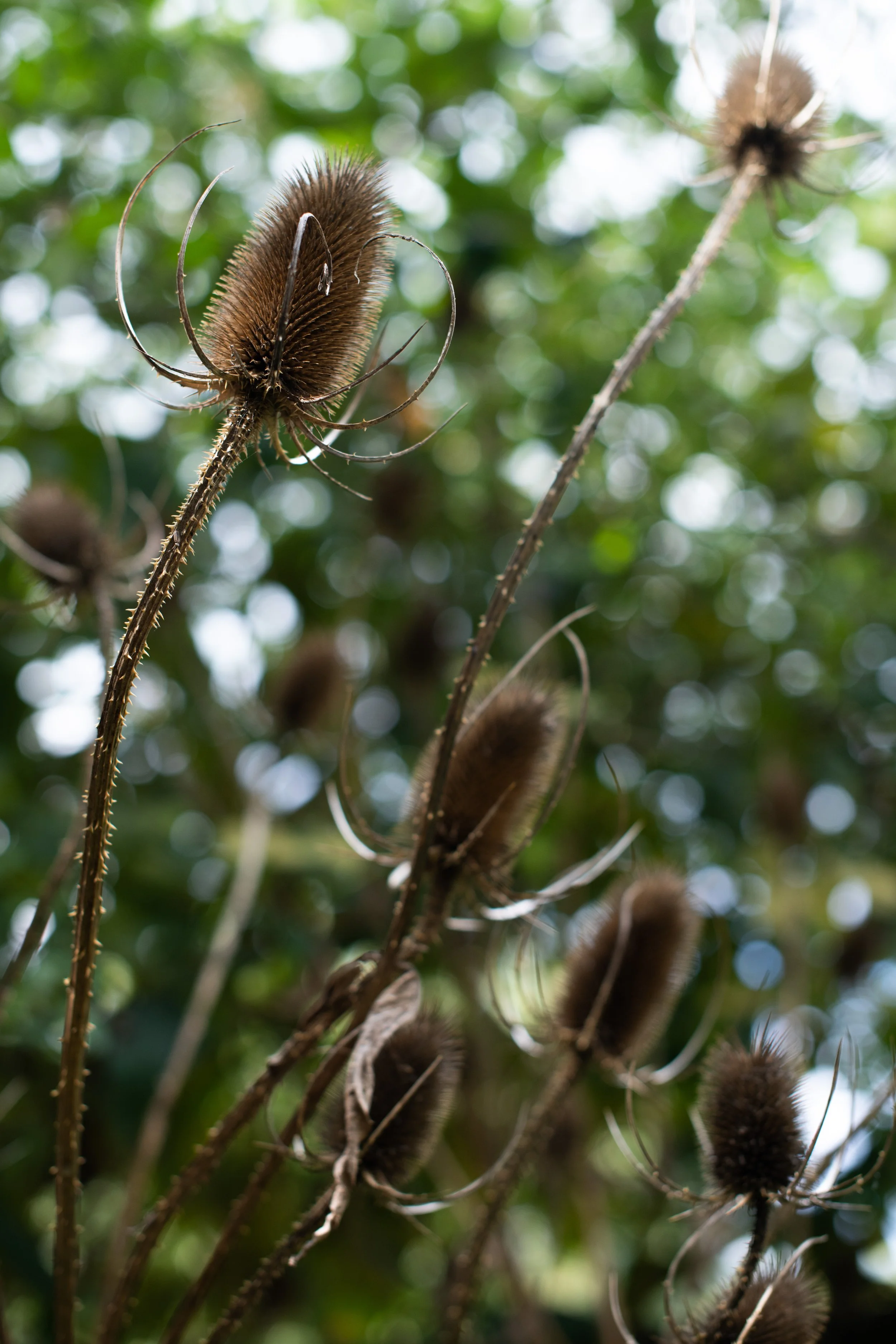 _DSC5596.jpg