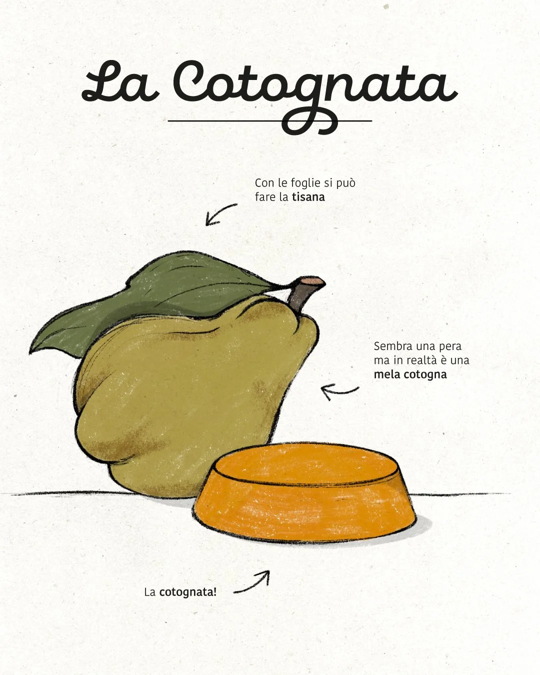 La-Cotognata-Post-01.jpg