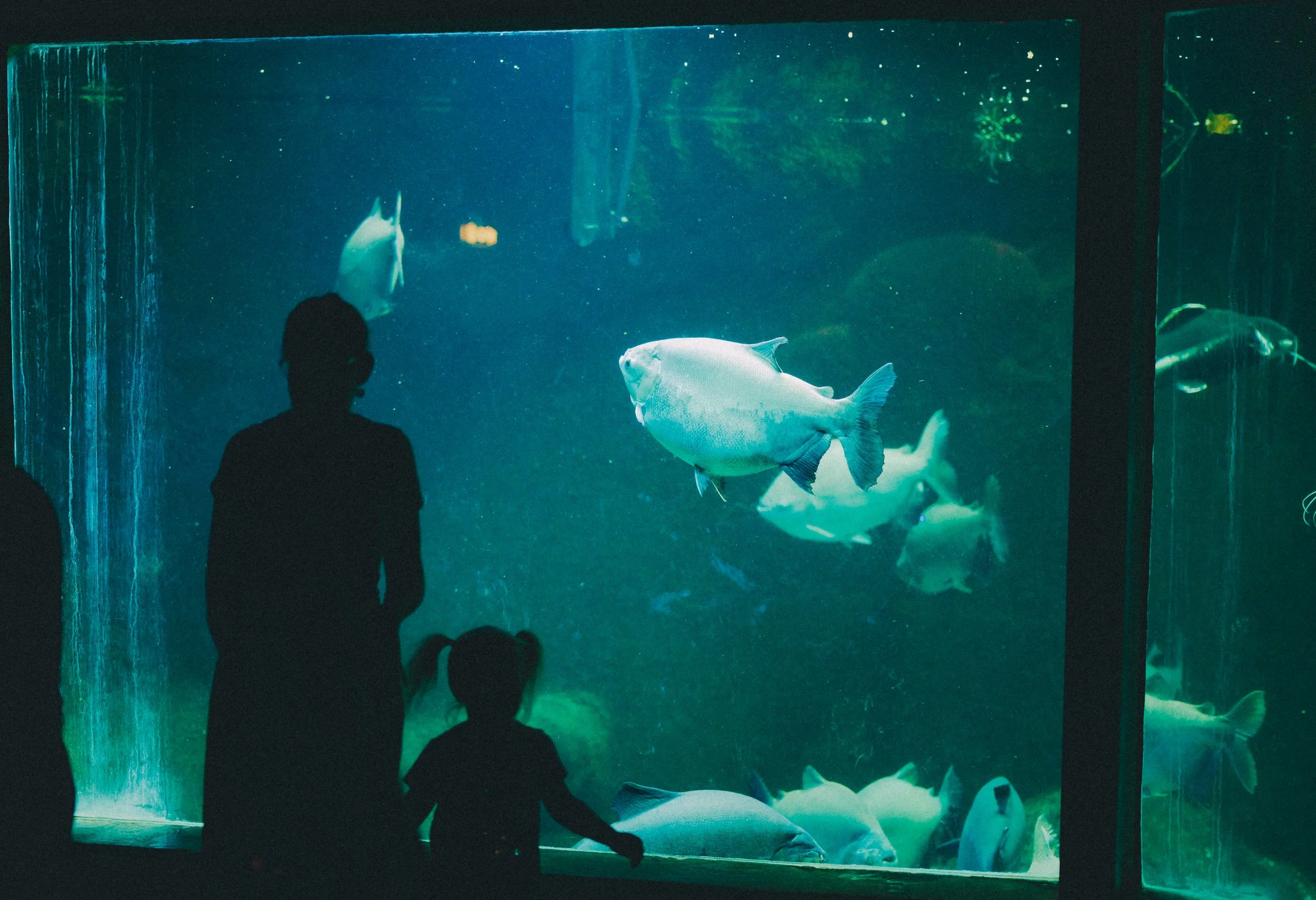 Fyn: Sommerfest i Odense ZOO – bag kulissen og helt tæt på dyrene