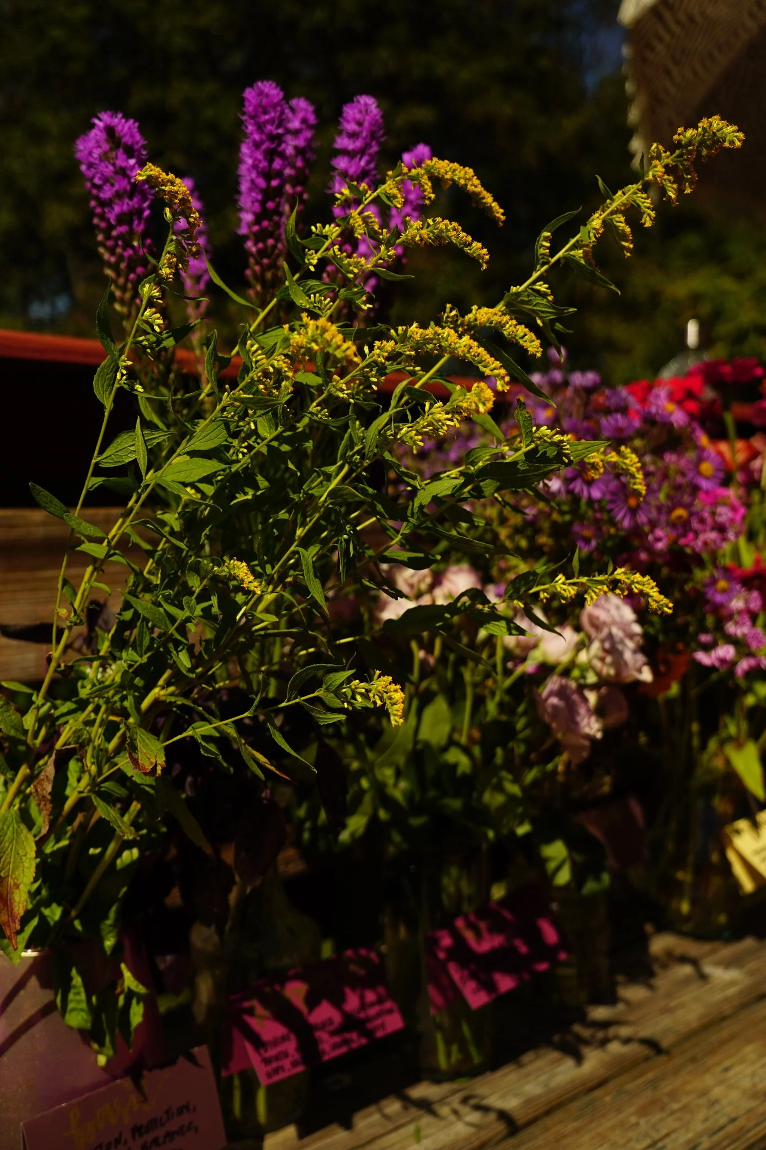 DSC08460 2.JPG