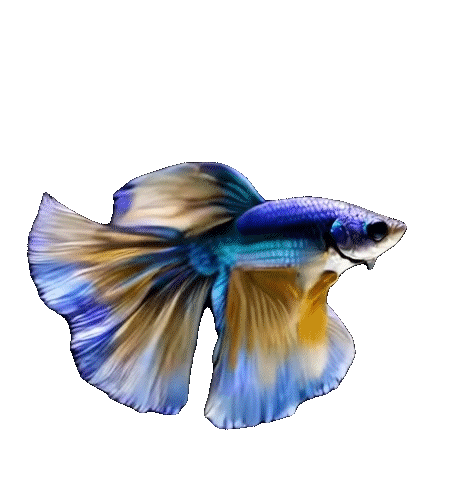 Following Fish