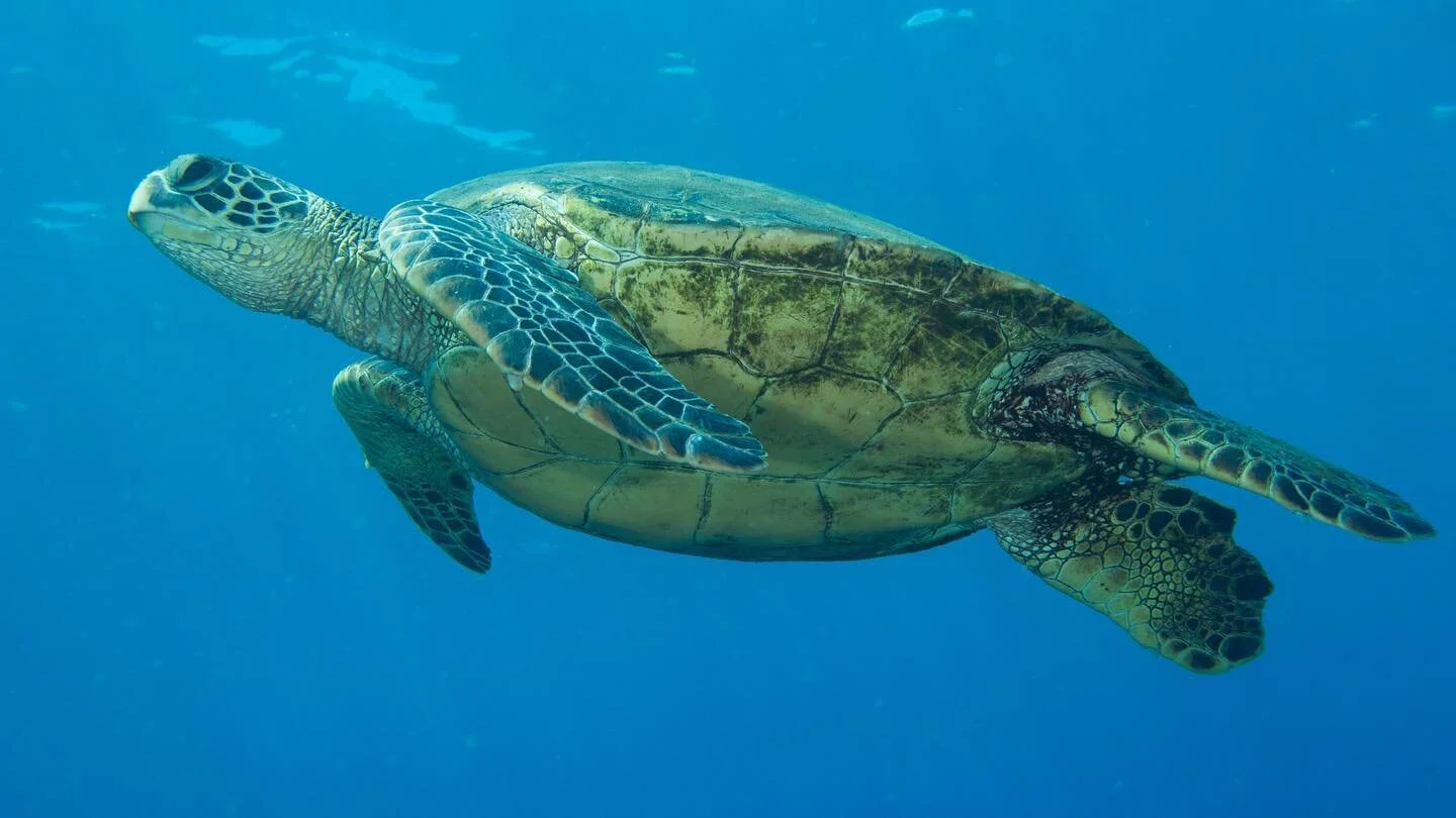 Today, now, all day, everyday = we love you mama earth. How sweet it is to be loved by you. 

#earth #earthday #earthday🌎 #earthcapture #turtle #dolphin #spinnerdolphins #hawaii #kauaihawaii #kauai #earthdayeveryday #planetearth #oceanlover #scubadi