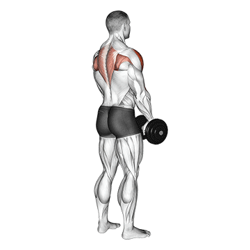 Dumbbell-Upright-Row.gif