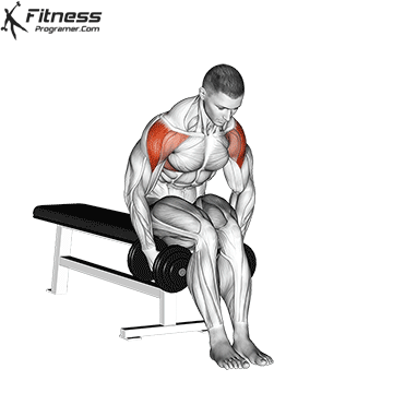 Seated-Rear-Lateral-Dumbbell-Raise.gif