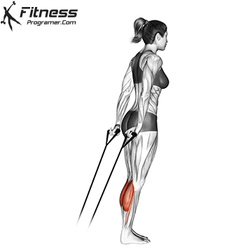 Calf-Raise-with-Resistance-Band.gif