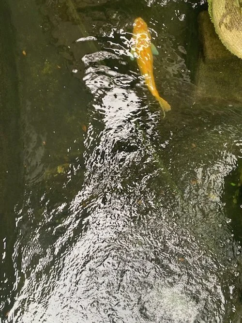 image8.jpeg