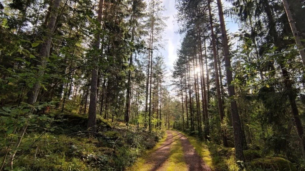 Ein ruhiger Waldweg im Sonnenlicht unterstützt Erholung, Achtsamkeit und den Weg zurück in die Balance nach einem Burnout