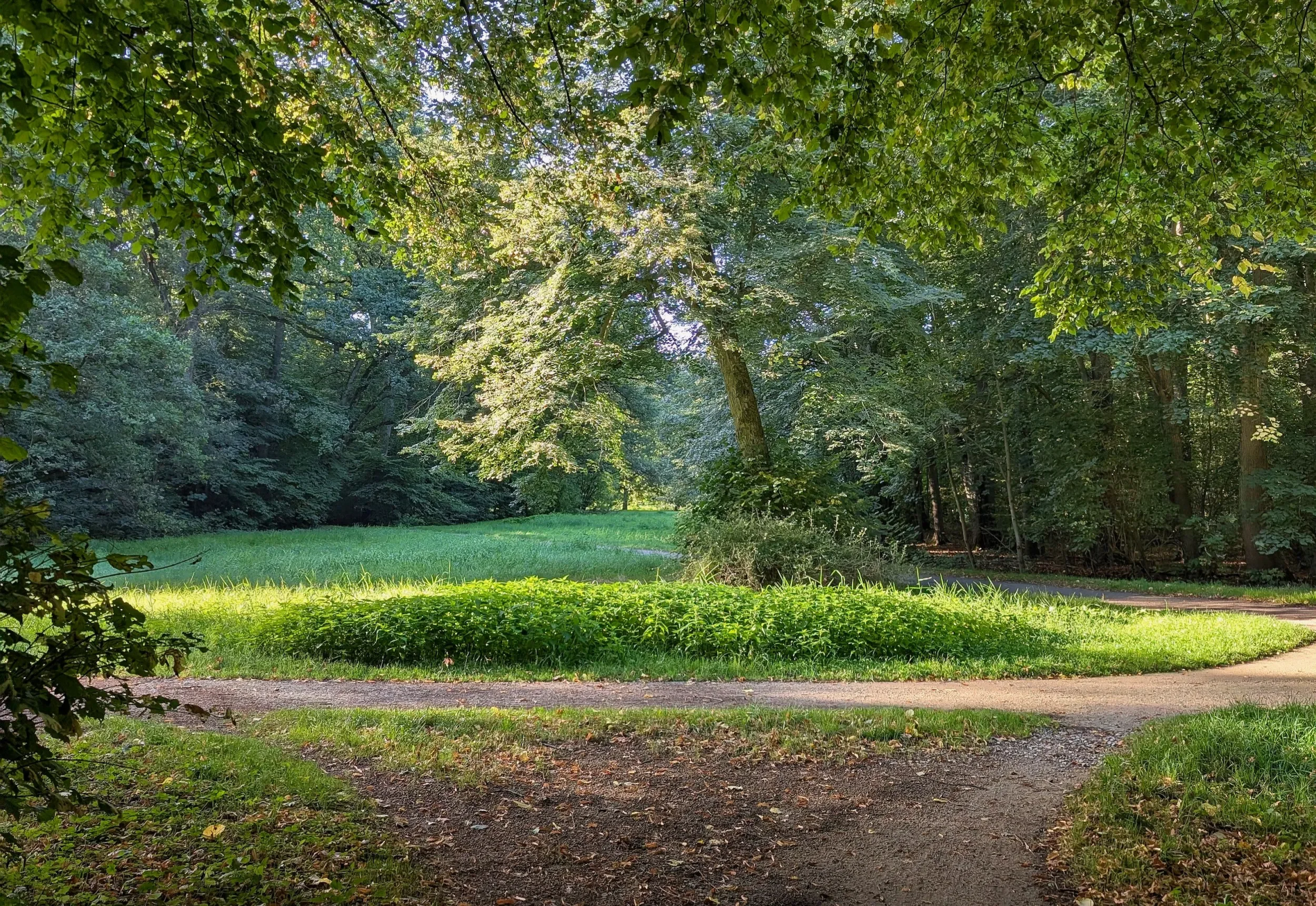 Weggabelung in der Natur als Symbol für Verantwortung als Führungskraft und bewusste Entscheidungen
