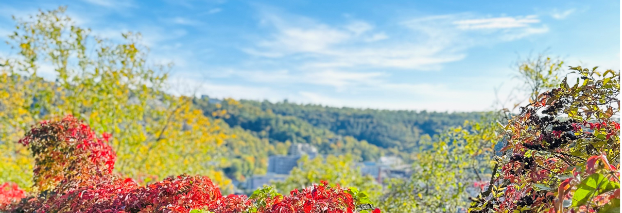Blick von oben auf ein Tal mit herbstlichen Farben und grünem Wald, ruhige Naturlandschaft für Entspannung, Stressabbau und mentale Gesundheit