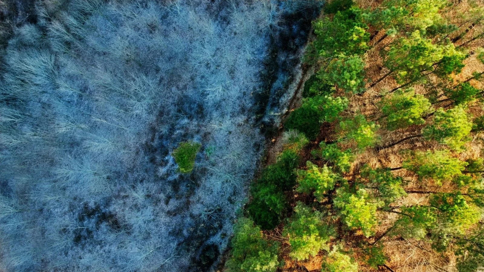 Links abgebrannter, dunkler Wald mit verkohlten Bäumen, rechts dichter grüner Wald voller Leben – symbolischer Kontrast für die zerstörerischen Folgen narzisstischer Manipulation und den Weg zu Heilung, Klarheit und Selbstschutz.