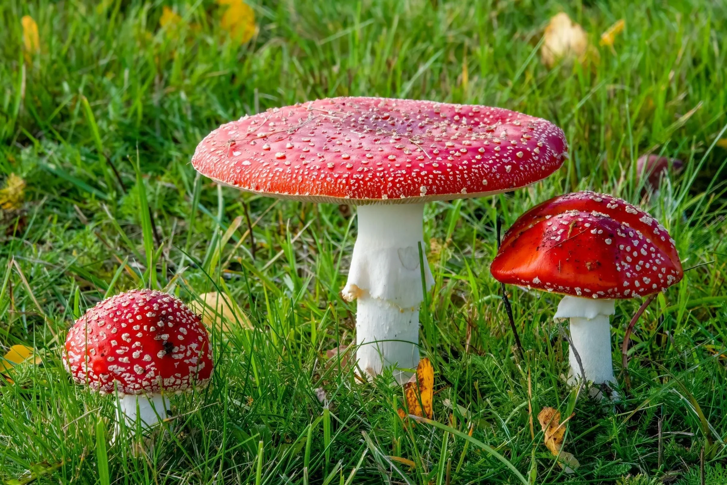 Drei Fliegenpilze stehen dicht beieinander auf einer Wiese und symbolisieren ein toxisches Umfeld sowie die Auswirkungen von chronischem Stress und Burnout