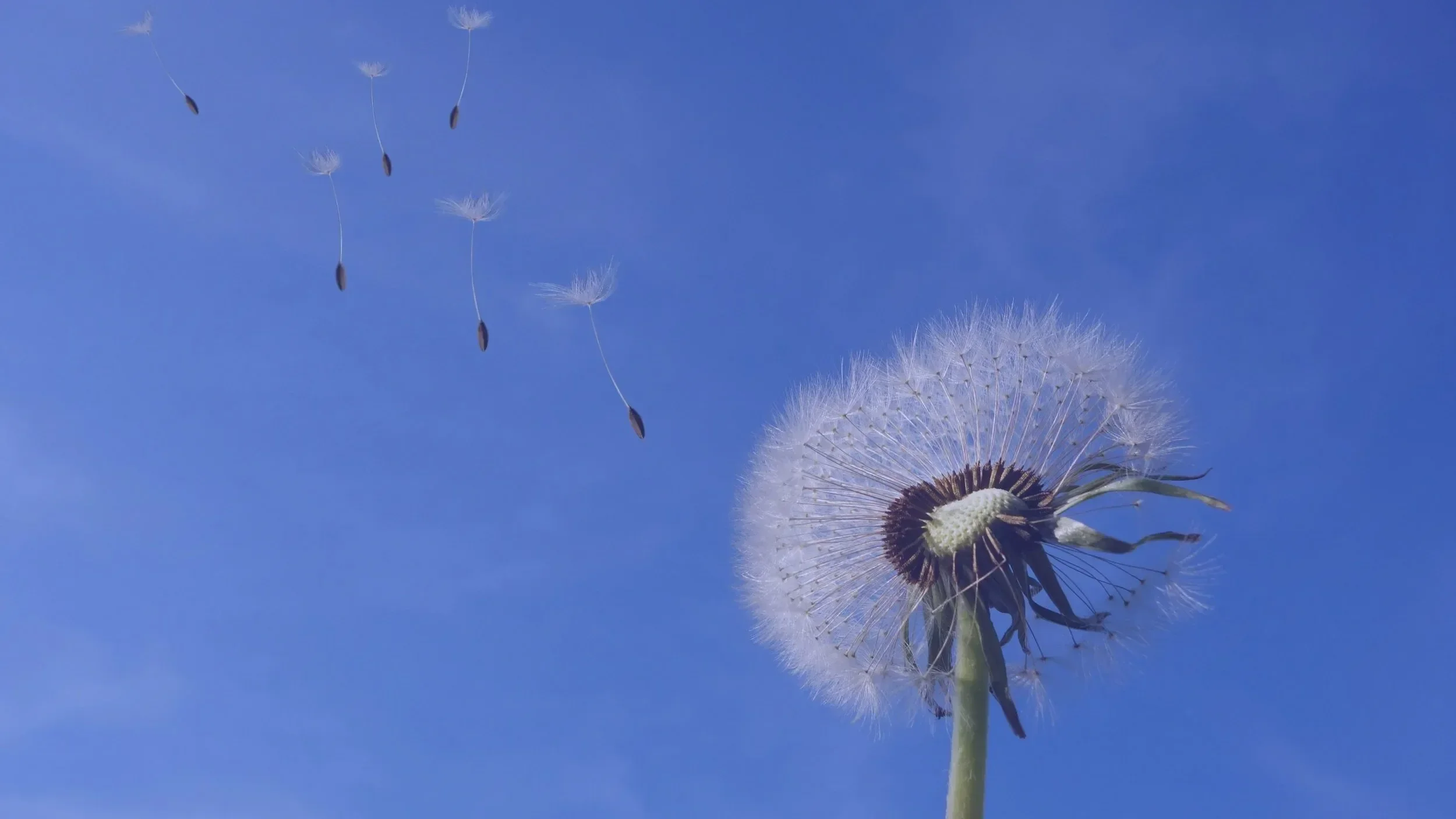 Pusteblume auf einer Wiese, deren feine Samen durch den Wind davongetragen werden, als Symbol für Empathie am Arbeitsplatz, emotionale Manipulation durch narzisstische Kollegen und Energieverlust in einem toxischen Arbeitsumfeld.