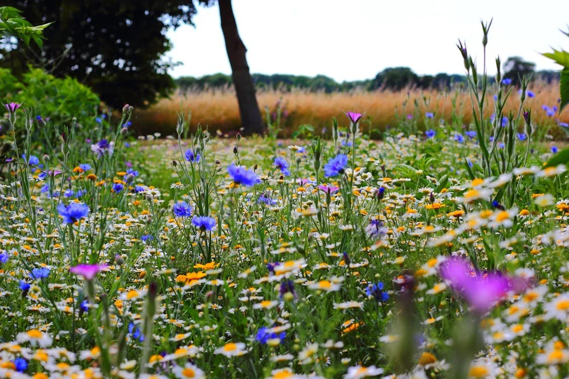 Blühende Blumenwiese als Symbol dafür, dass das Leben nach einem Burnout mit neuen Gewohnheiten, gesunden Grenzen und einem veränderten Umfeld wieder aufblüht