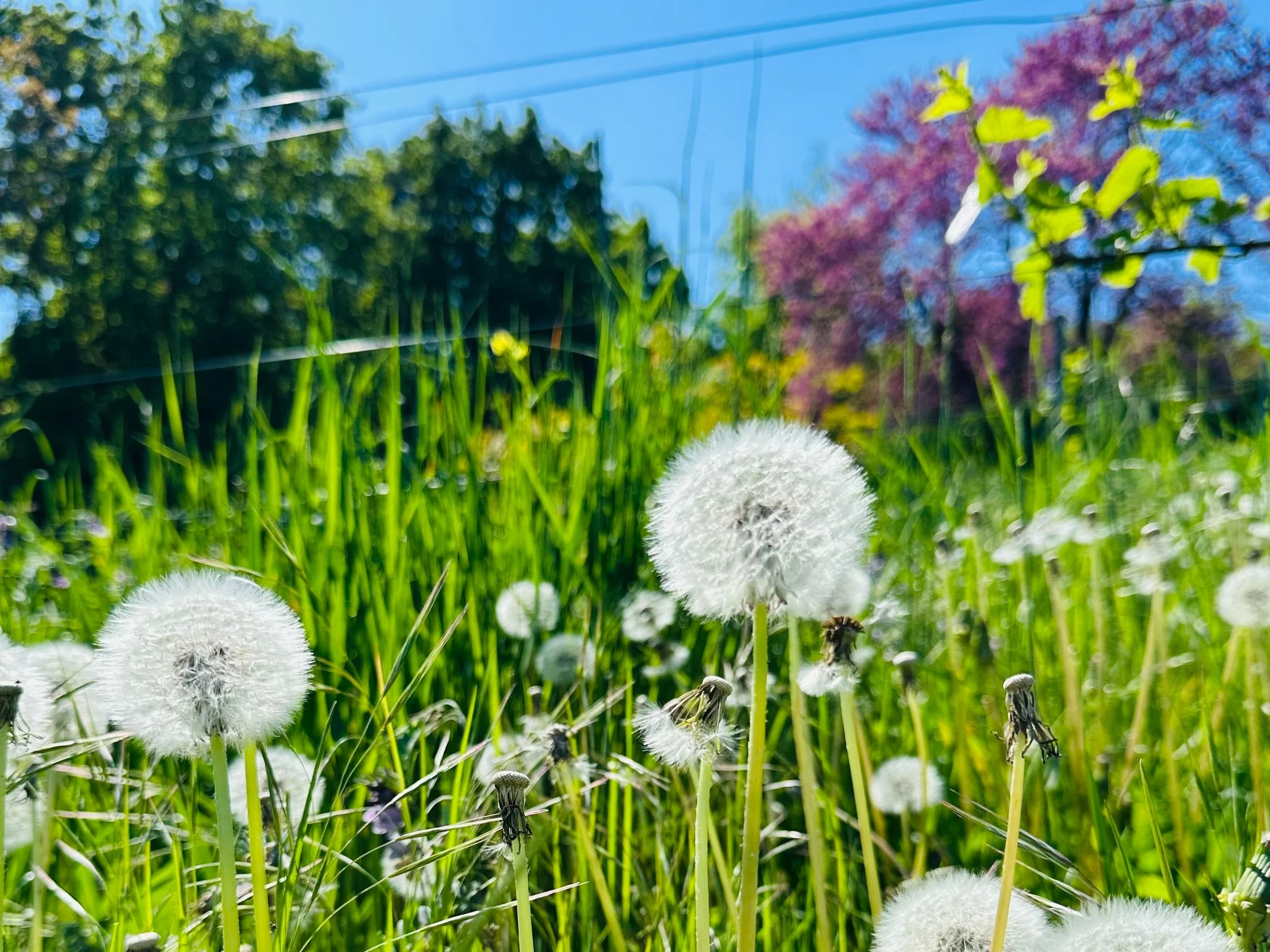 Pusteblumen in der Natur, Nahaufnahme mit weichen Strukturen, ruhige Szene für Achtsamkeit, Erholung und Alltag nach Burnout