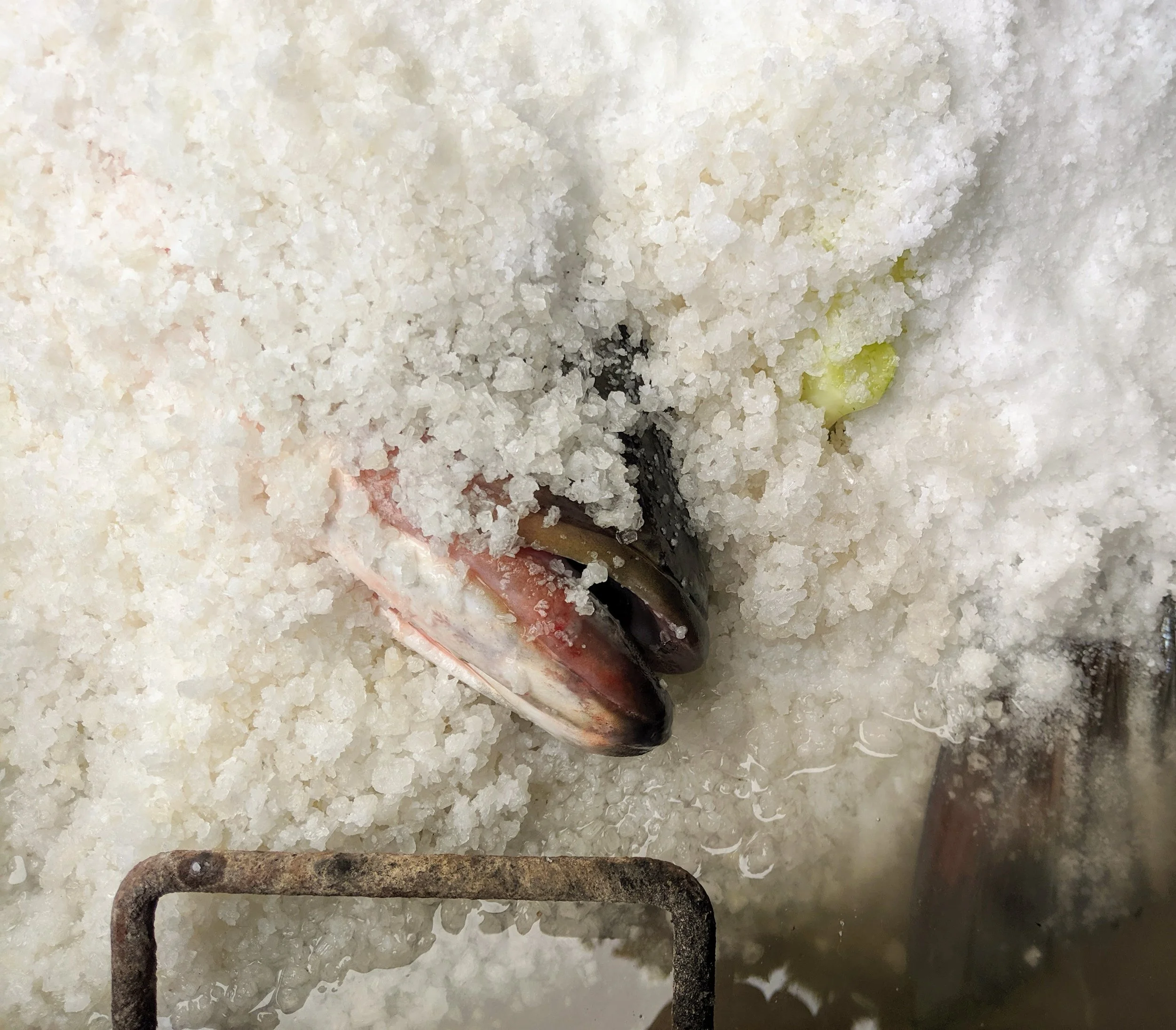 Whole striped bass baked in 100lb salt crust, open-fire cooking