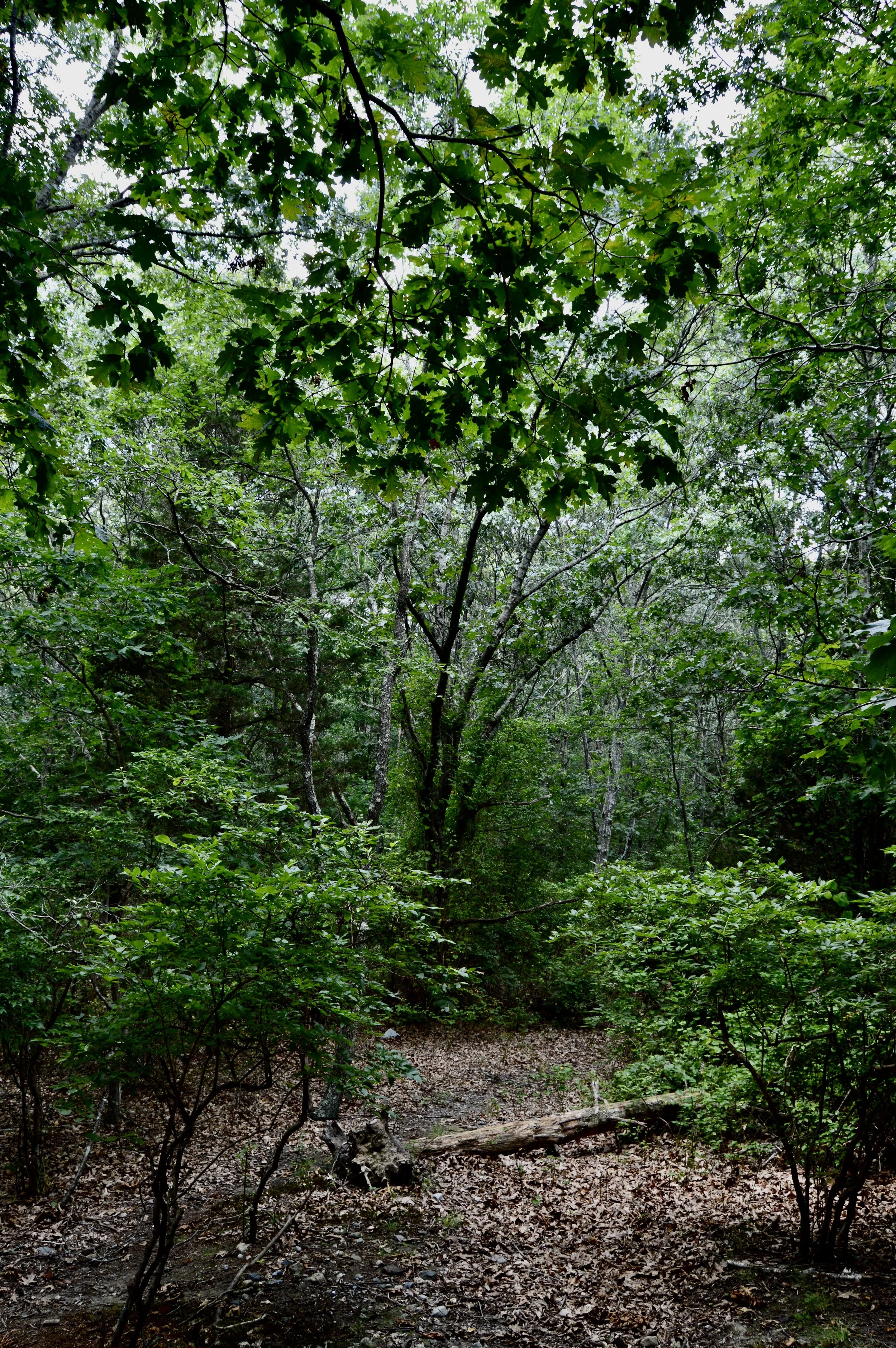 DSC_7600.jpeg