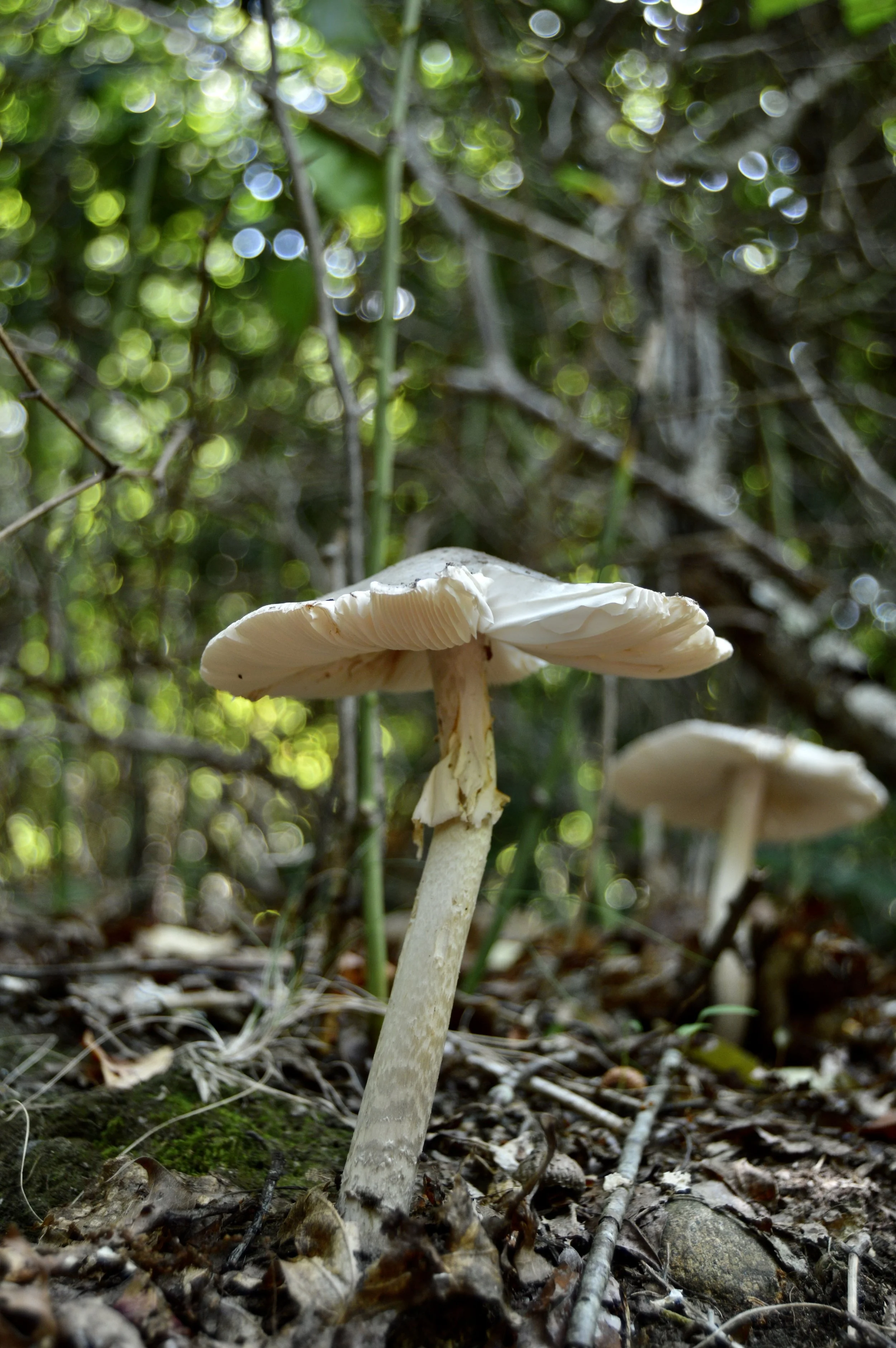 DSC_7615.jpeg