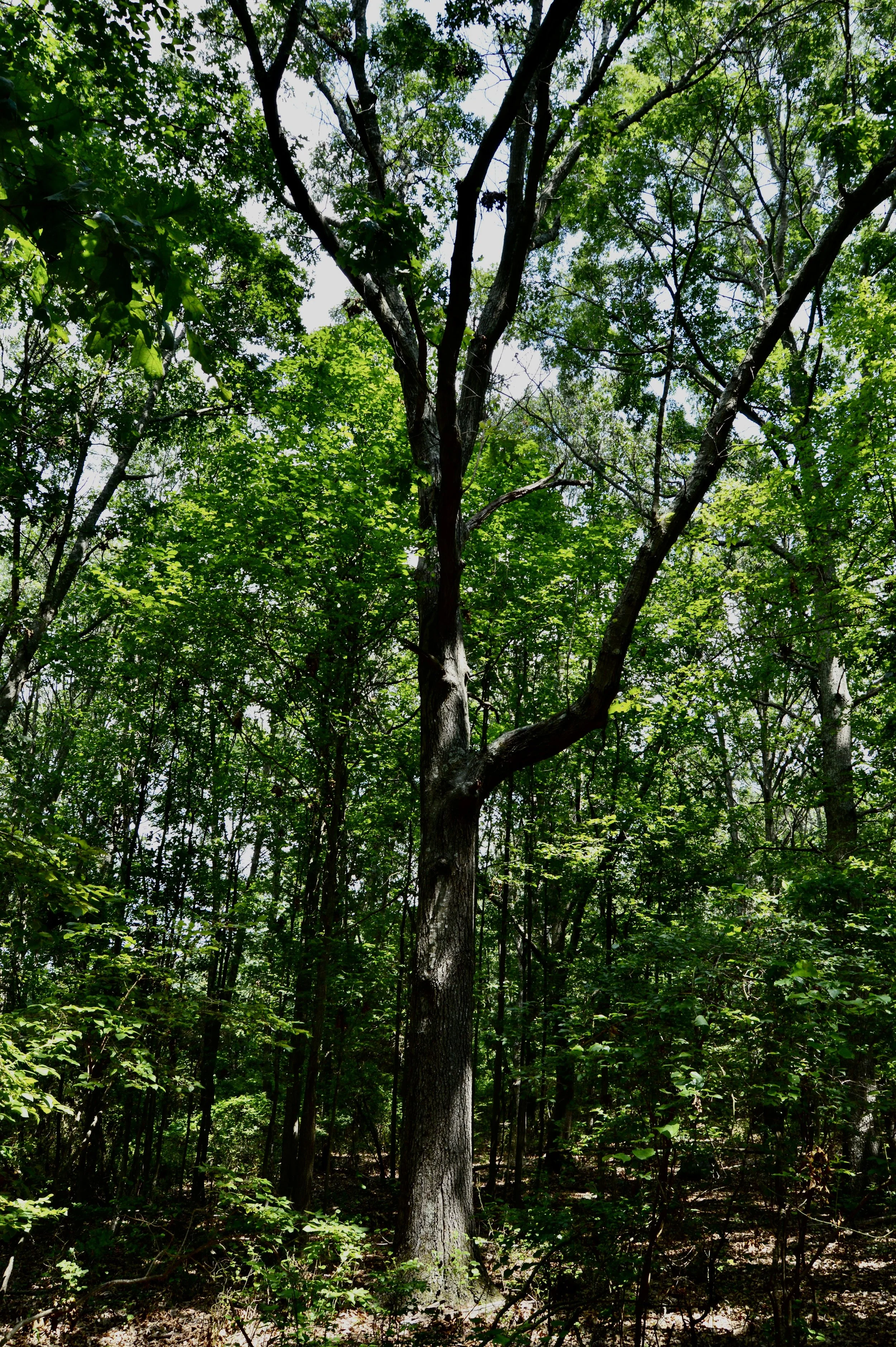 DSC_7597.jpeg