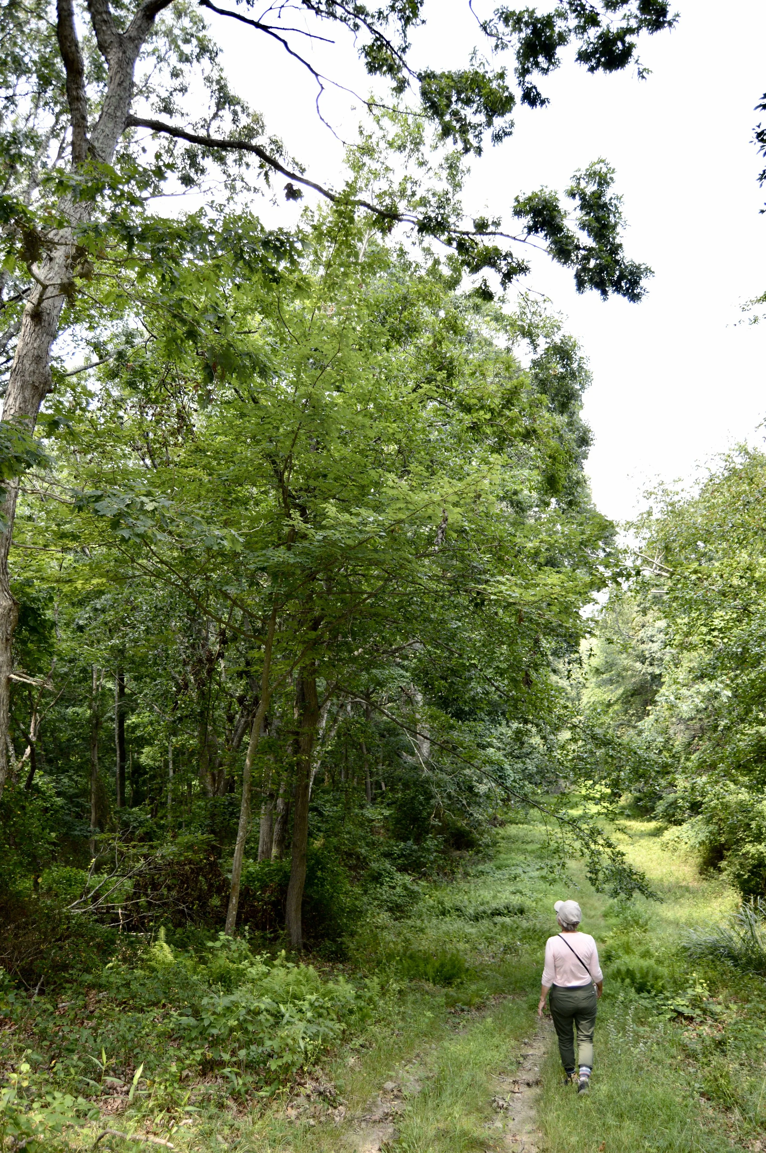DSC_7530.jpeg