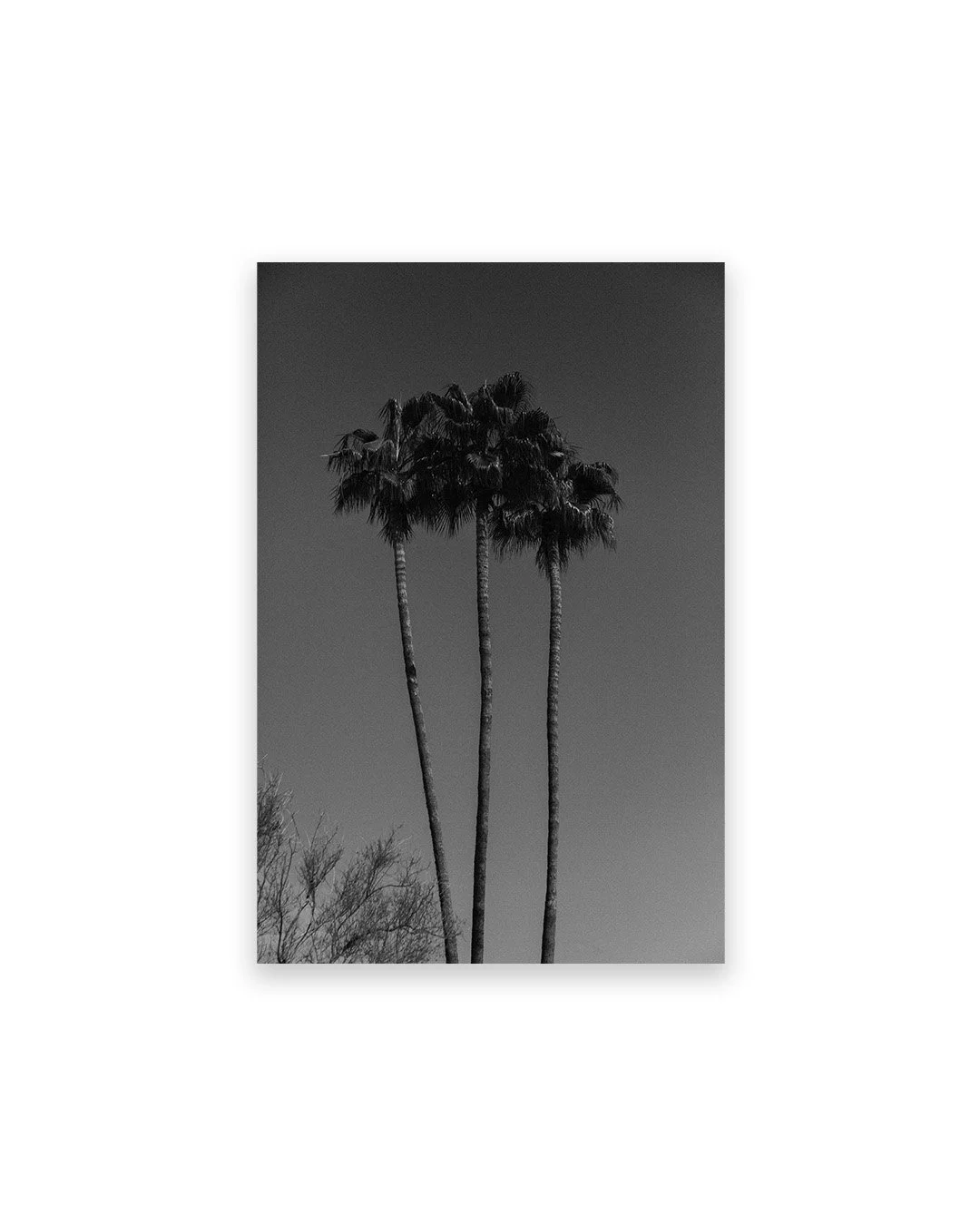 Palms in Spring.jpg