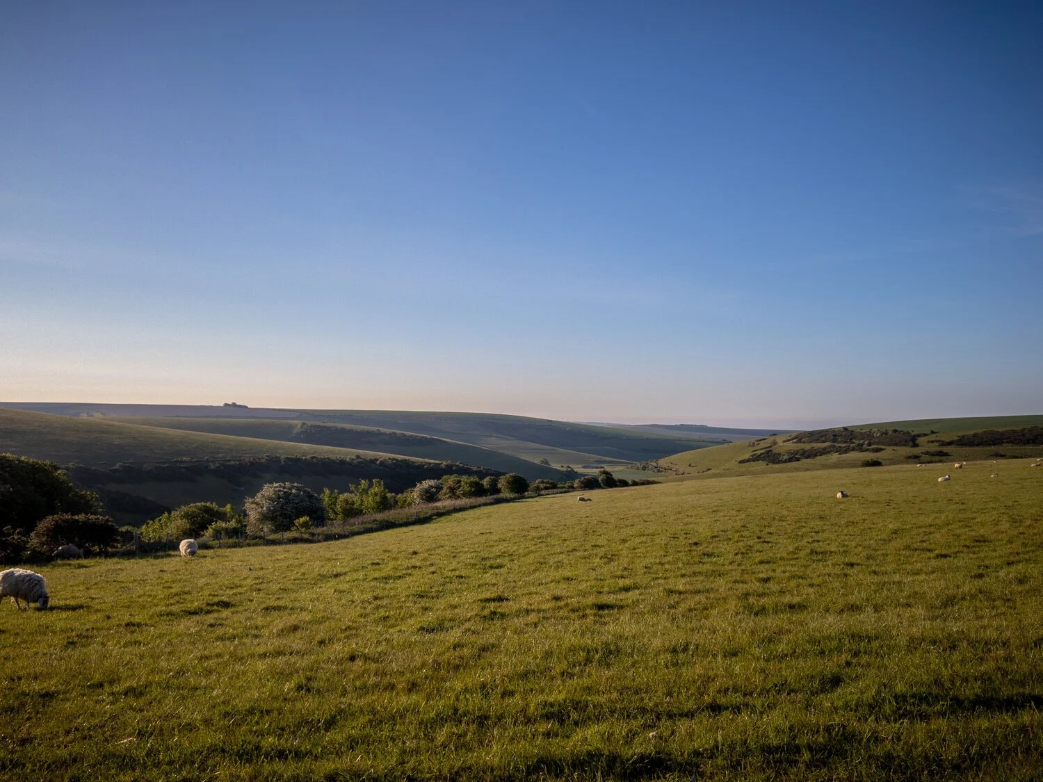 Something calming for you - birdsong from Castle Hill