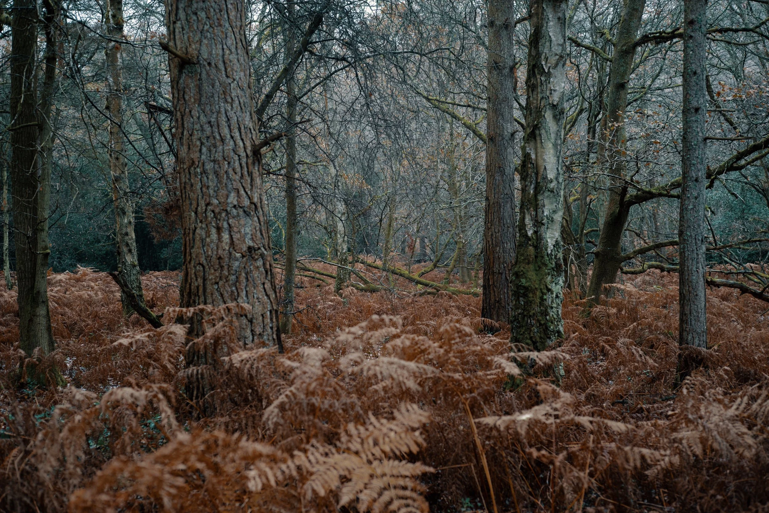 Leith Hill Hike