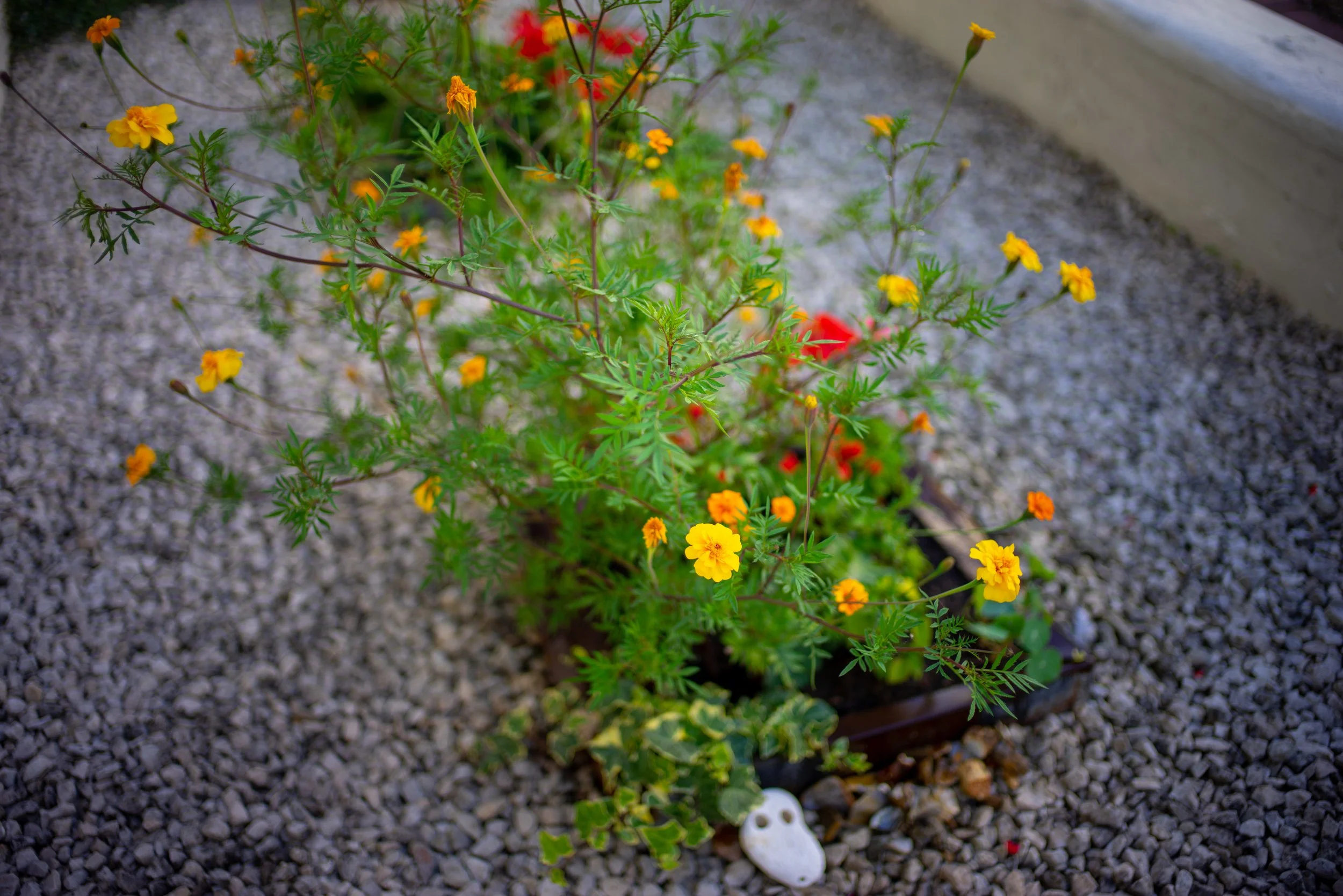 The simple joy of watering plants