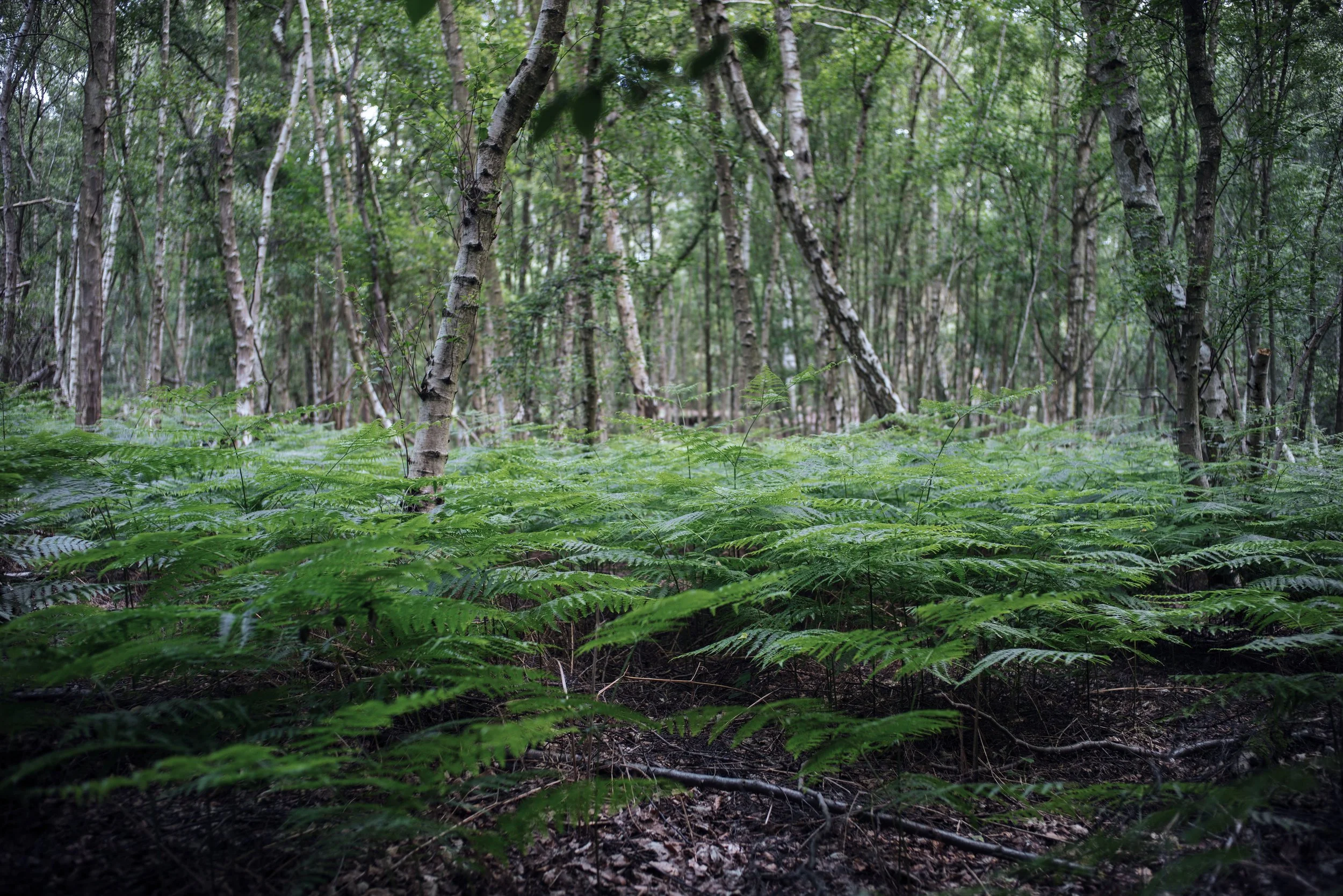 Epping Forest