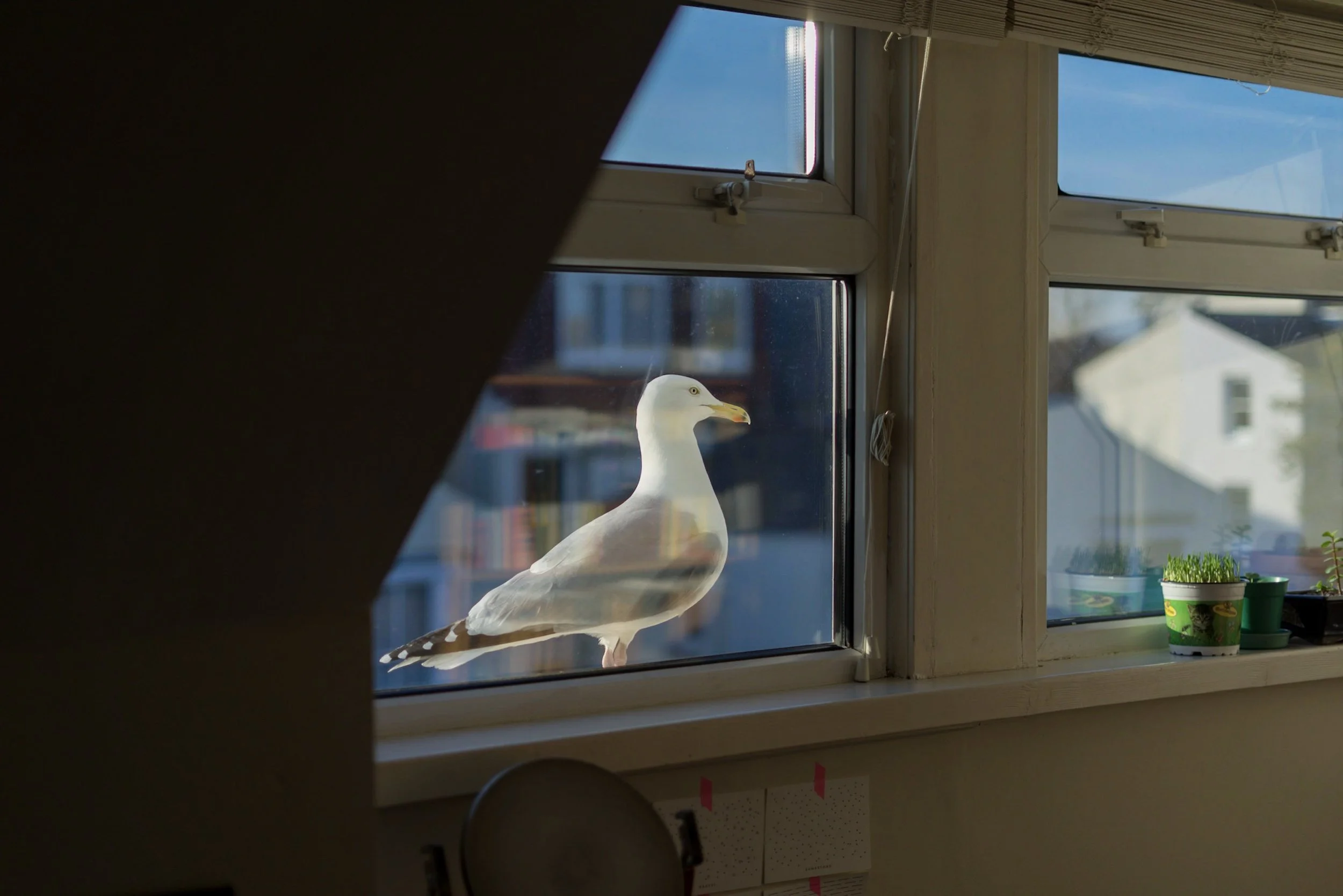 Gull at my studio window