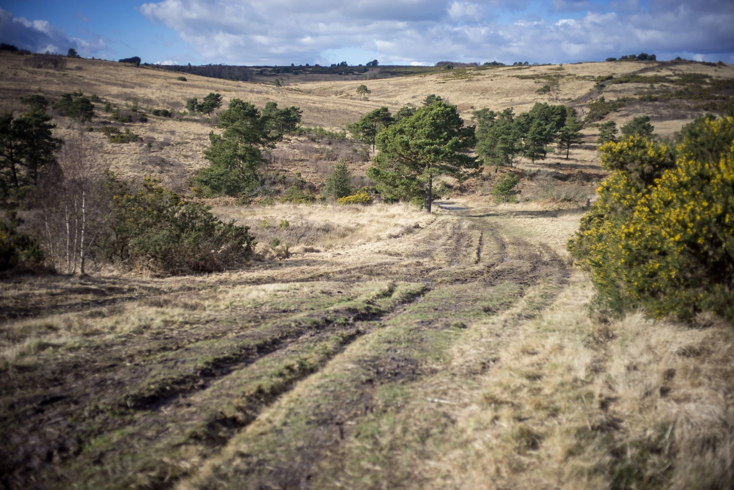 Ashdown Forest today