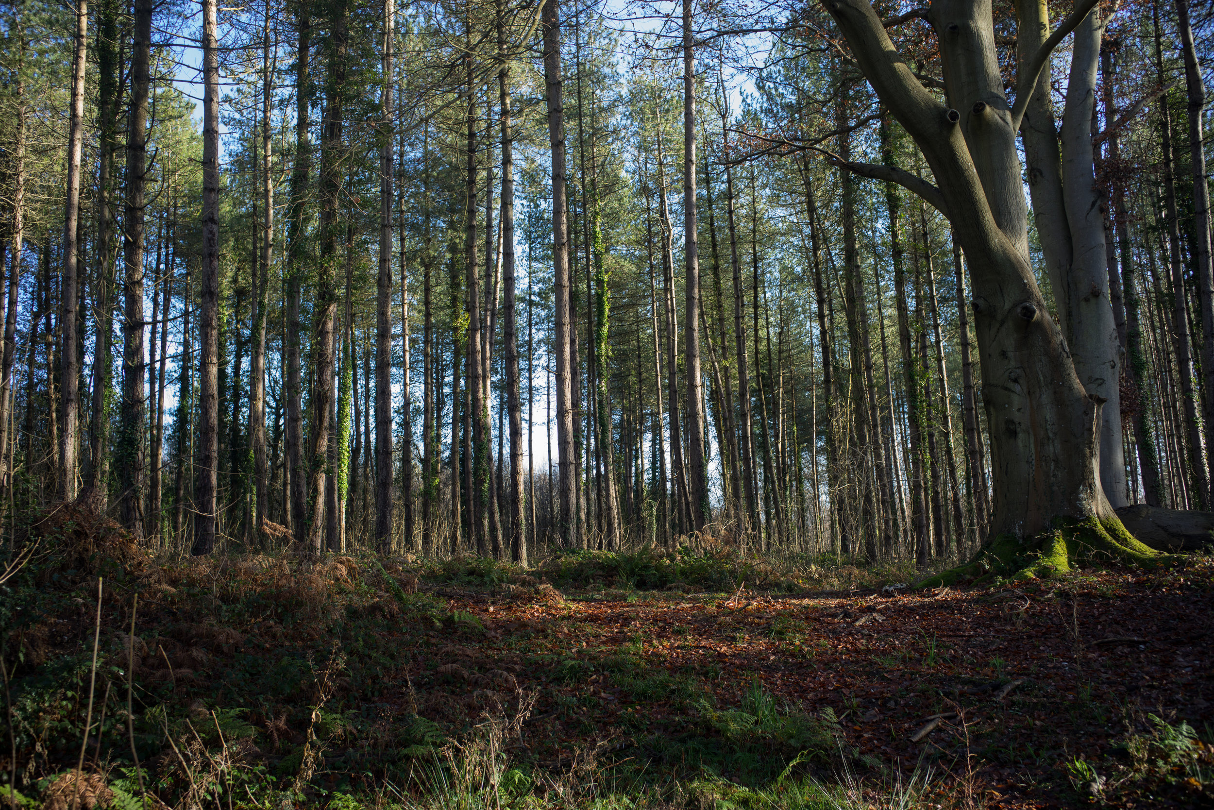 Saved our new years day walk for the day after