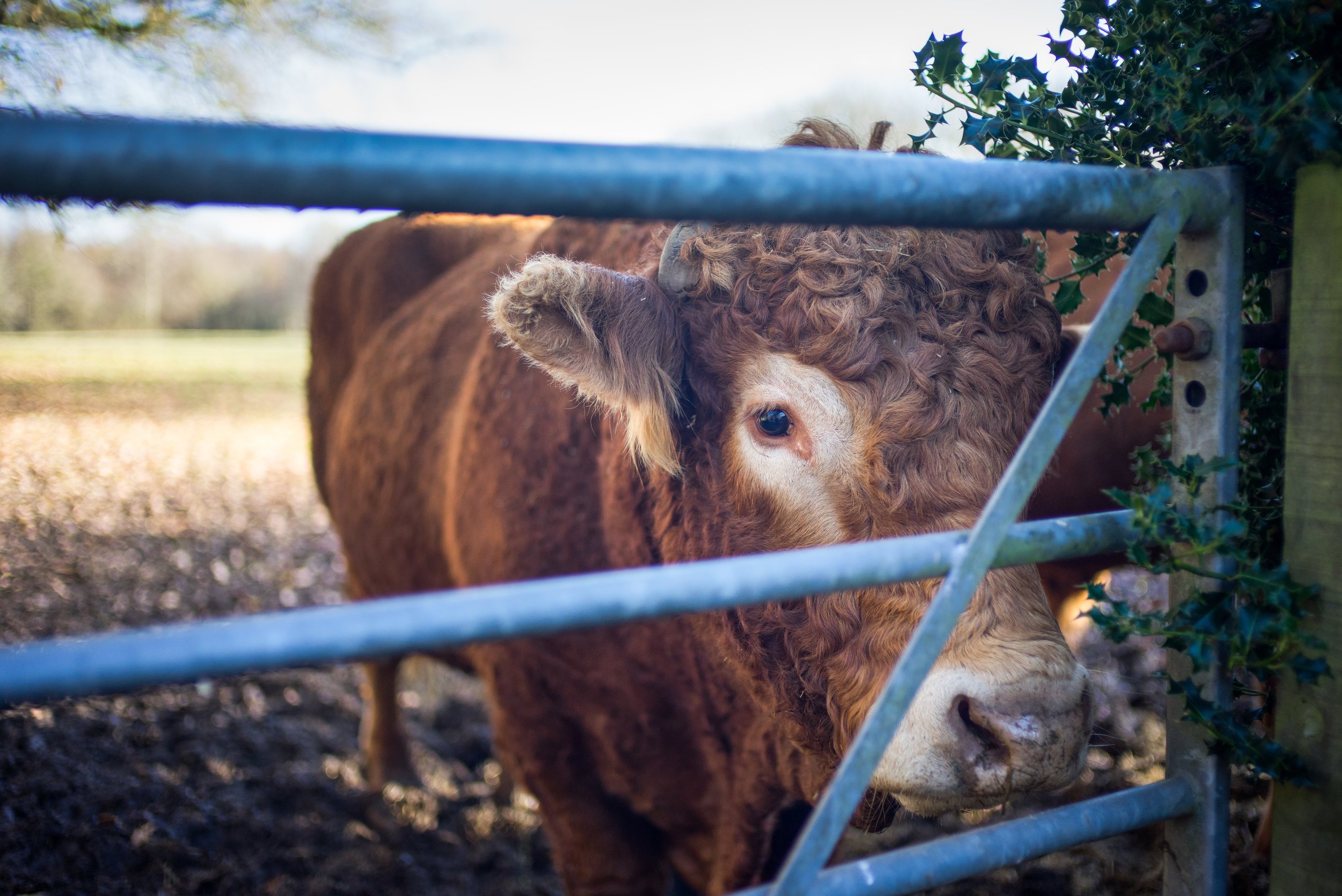 Bull in field