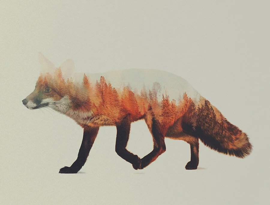 A fox in it's habitat