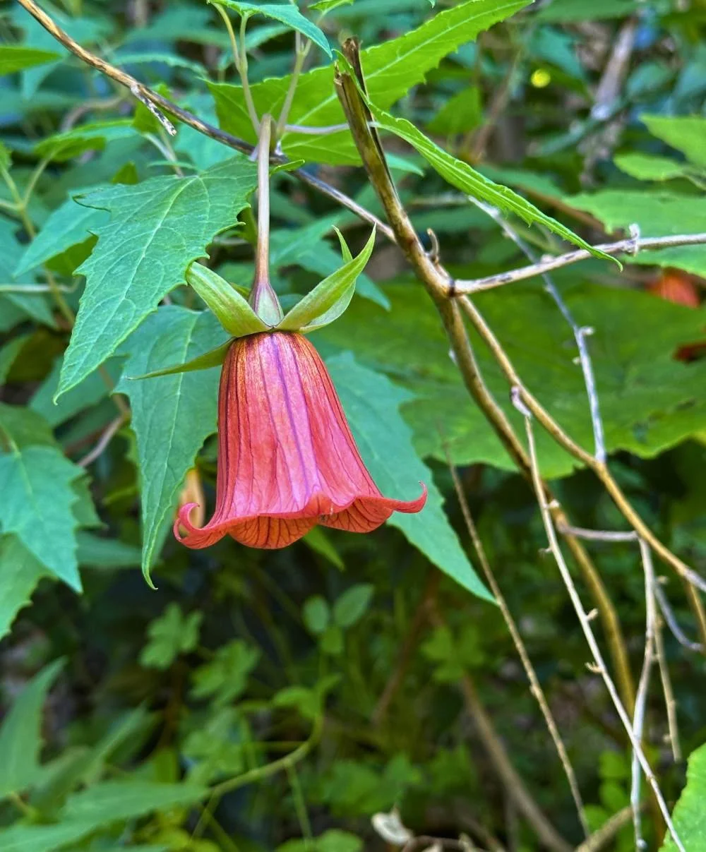 Flower in Los Tilos.jpg