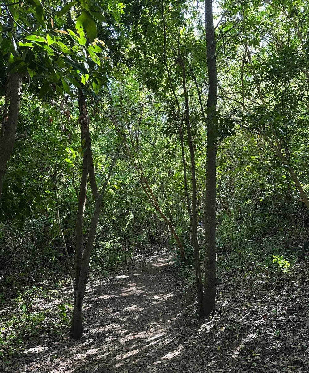 Los Tilos de Moya.jpg