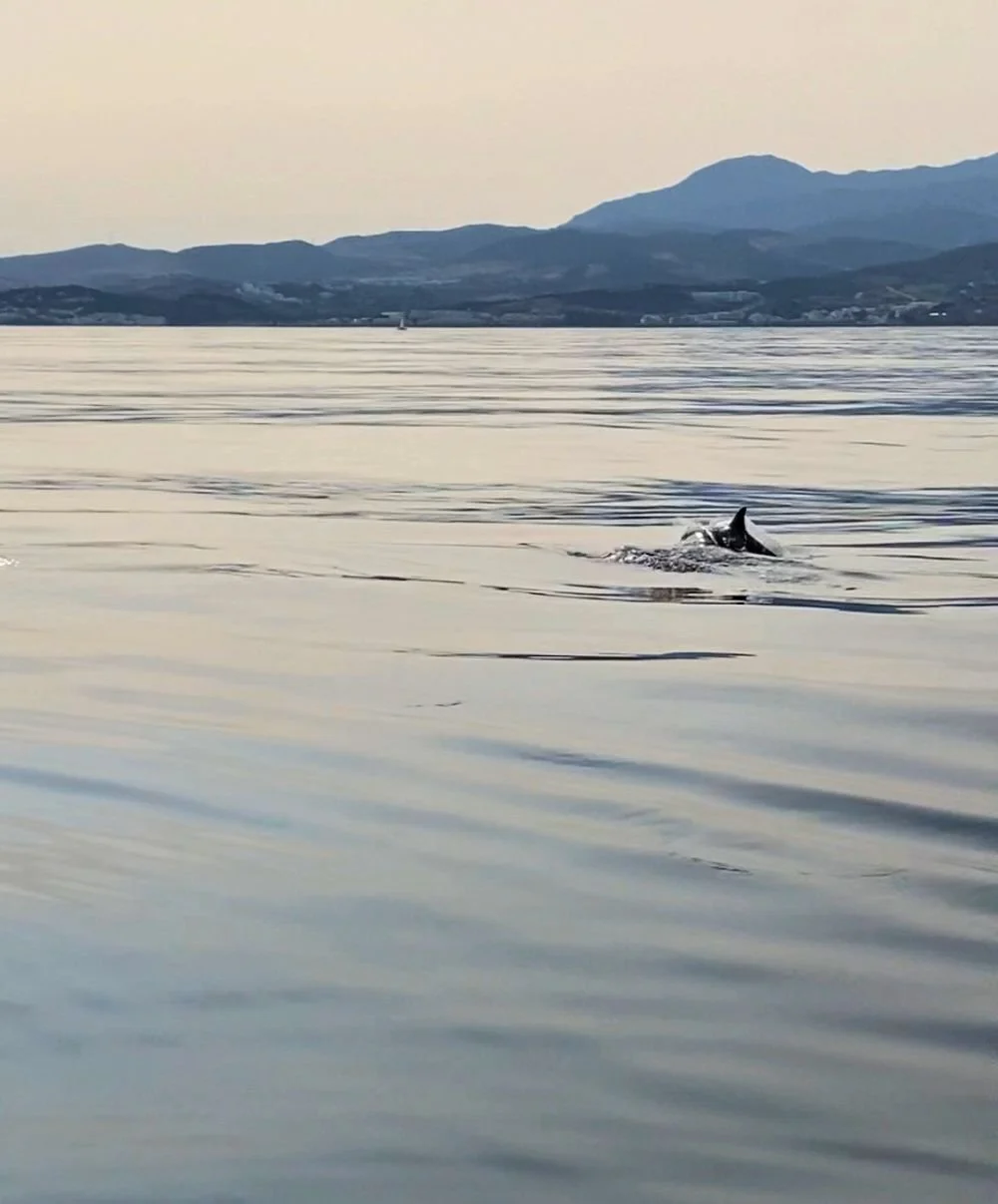 dolphin leaping estepona.jpg