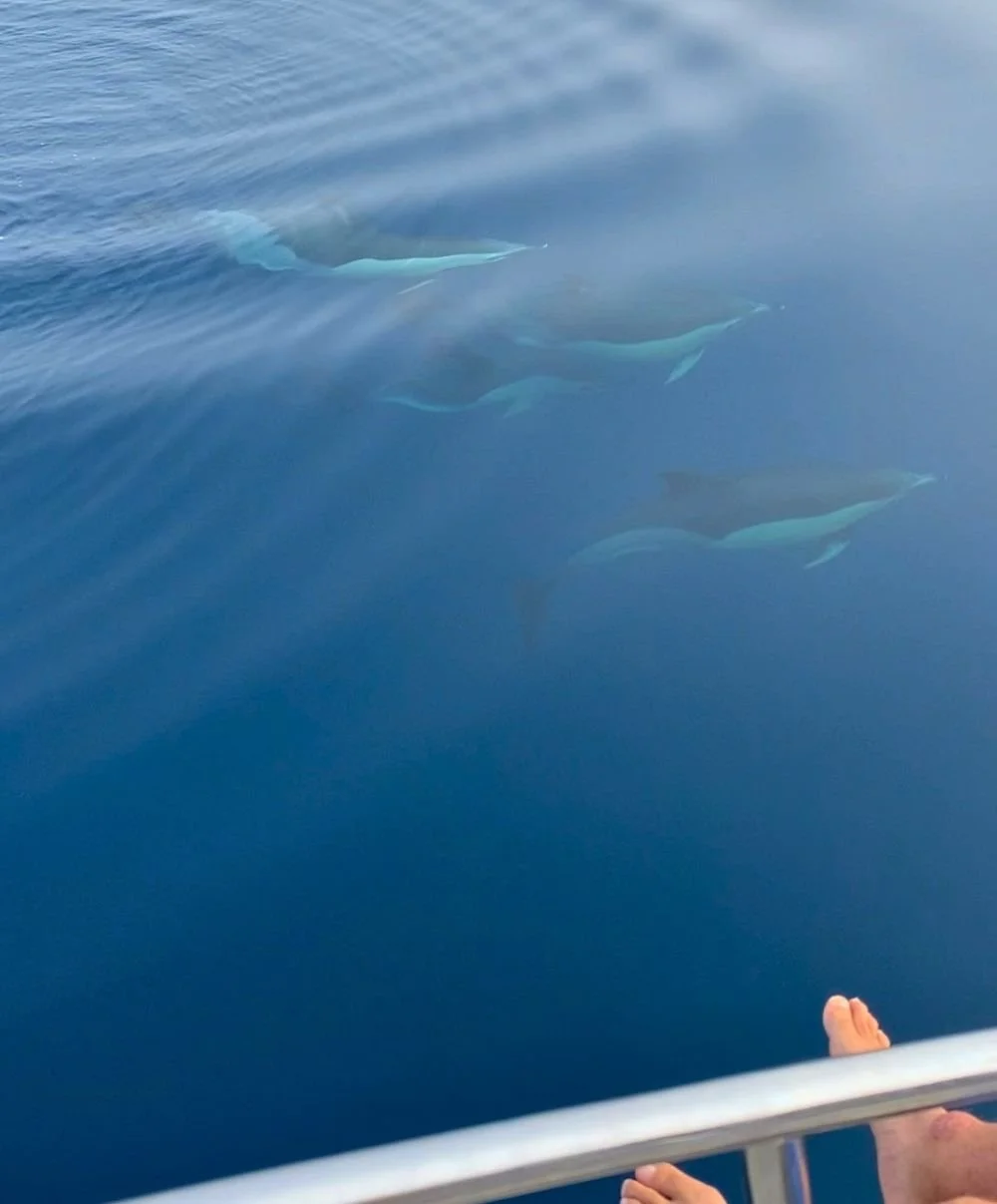 pod of dolphins estepona harbour.jpg