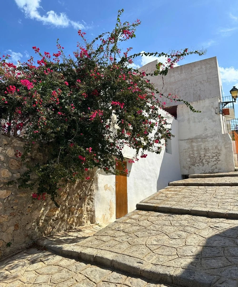 bougainvillea dalt vila.jpg