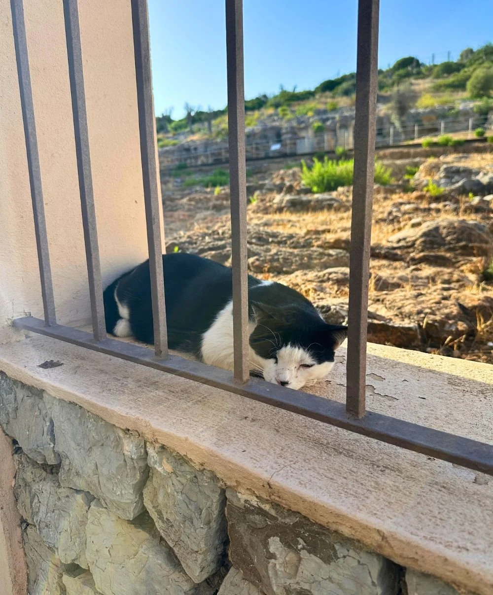 A cat outside the necroplois of puig des molins.jpg